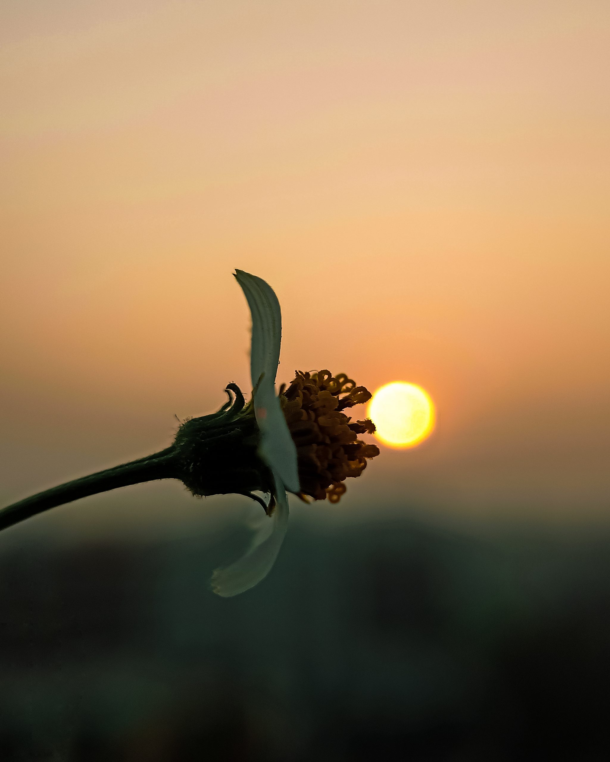 Flower and sun PixaHive