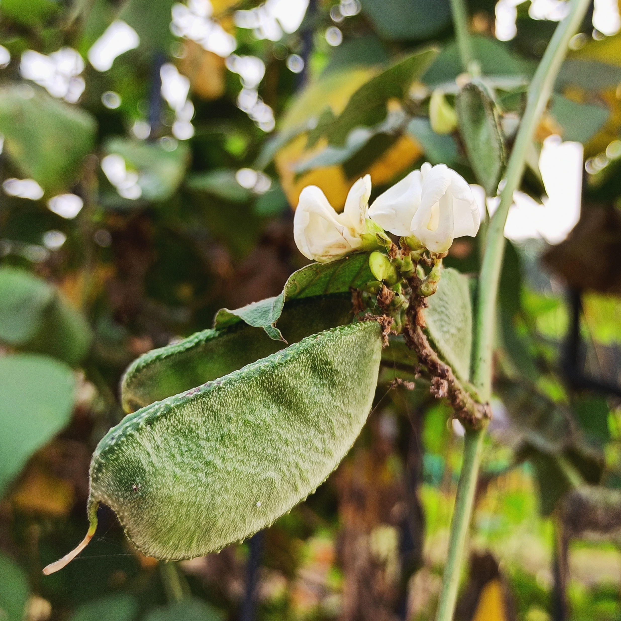 Flower of a plant