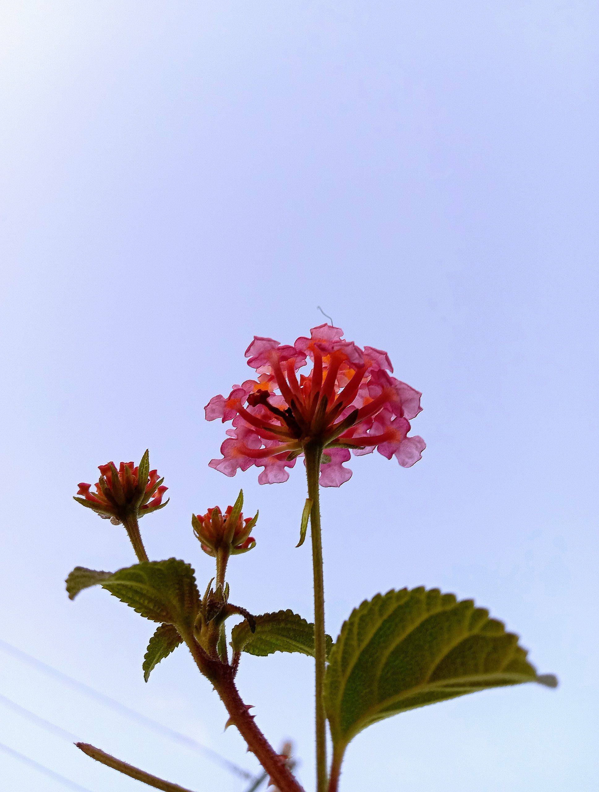 Flower on plant