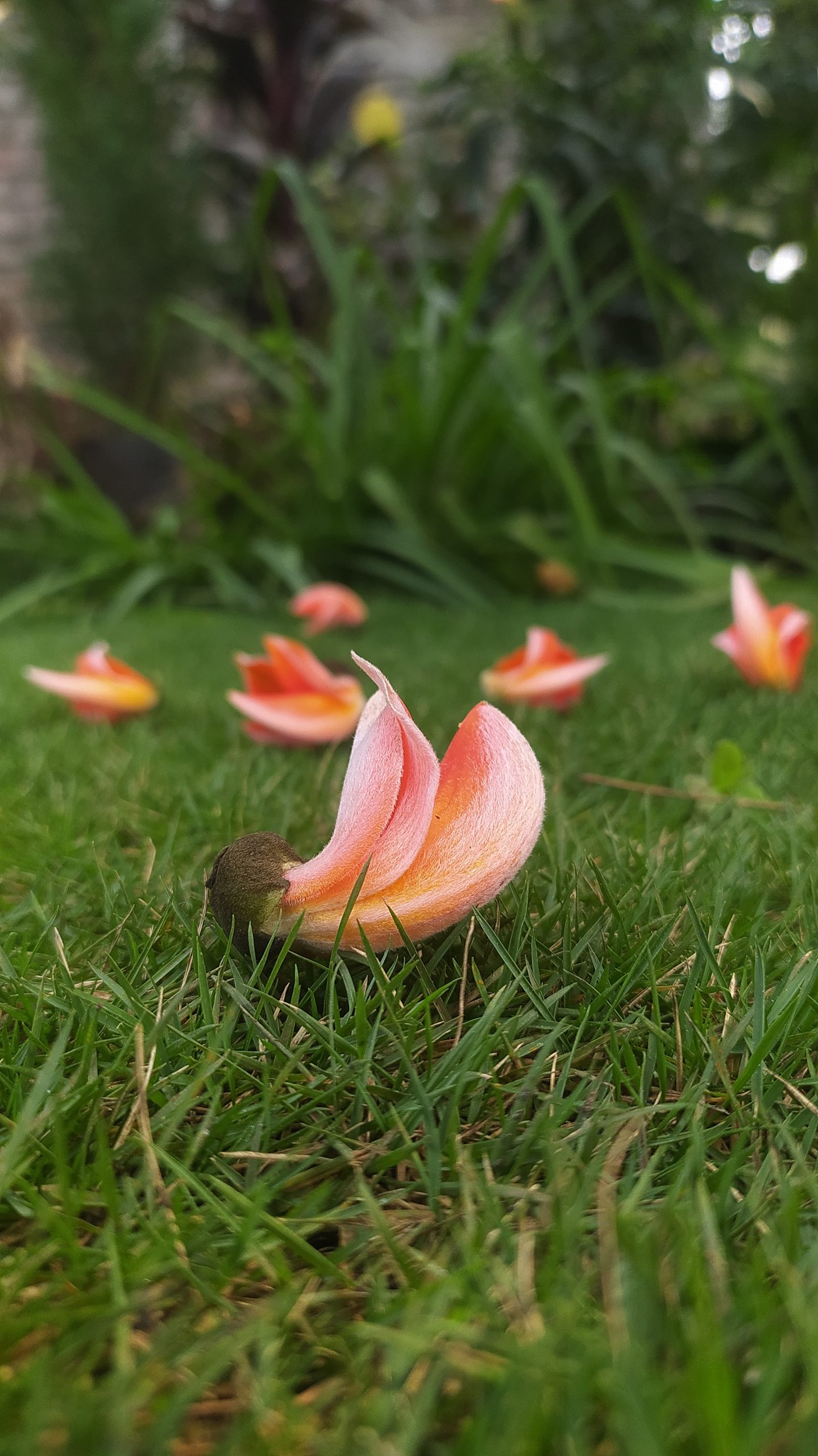 Flower petals on a grass