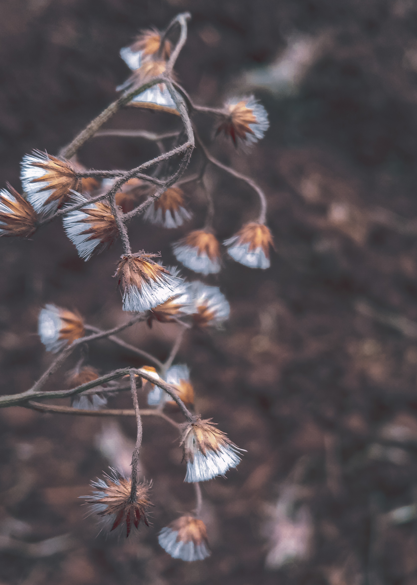 Flowering plant