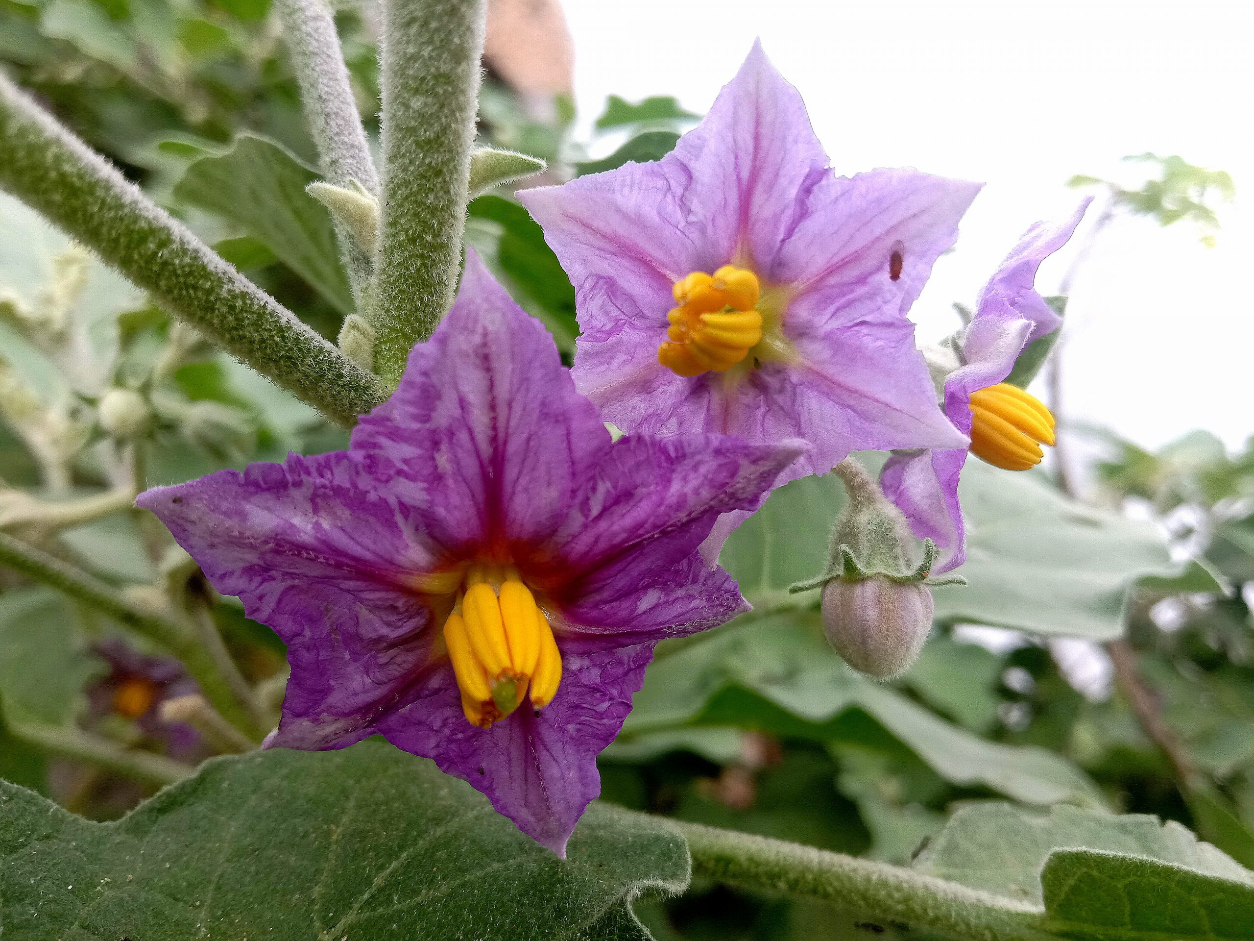 Flowers of a plant