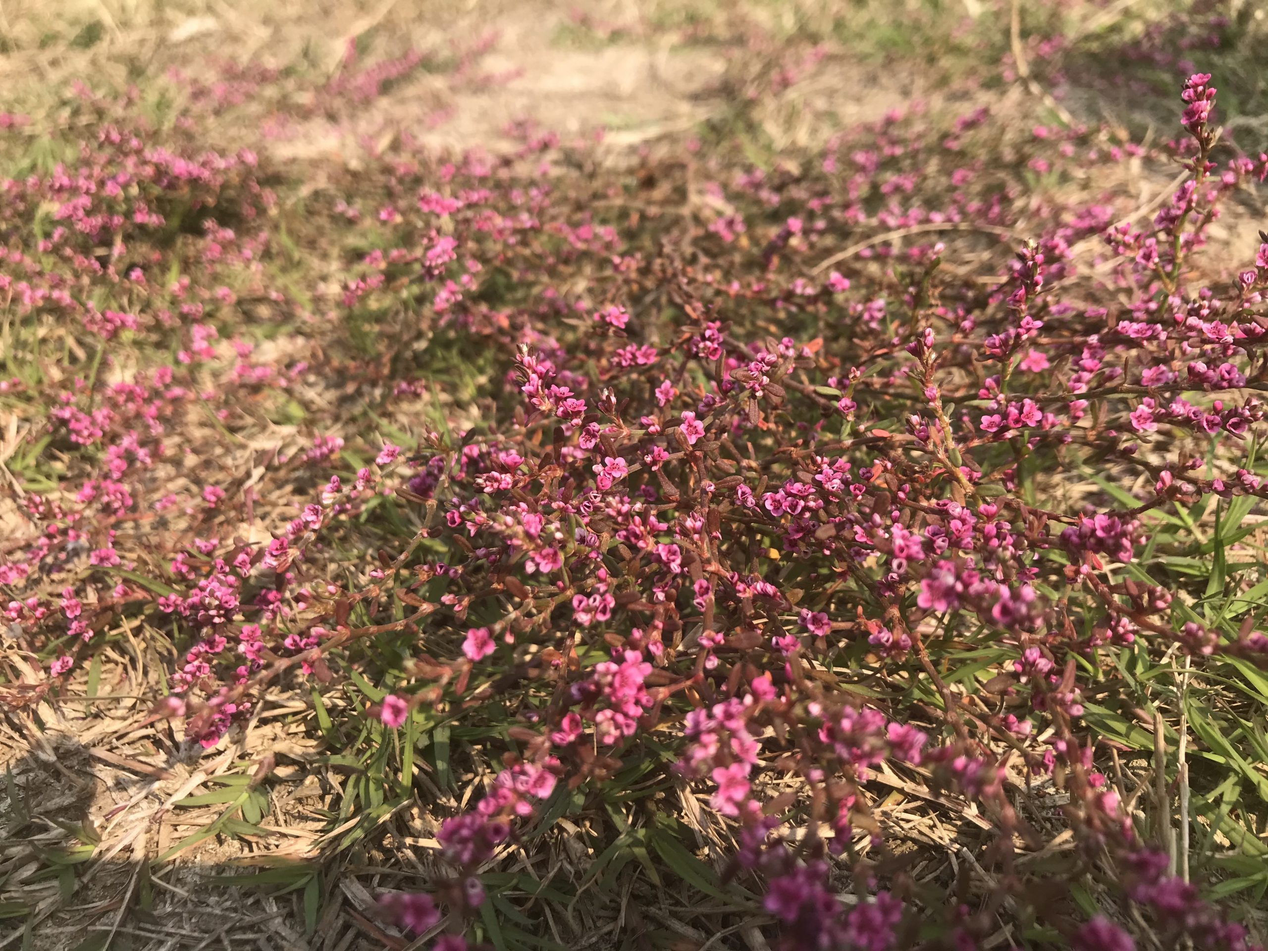 Flowers of a plant