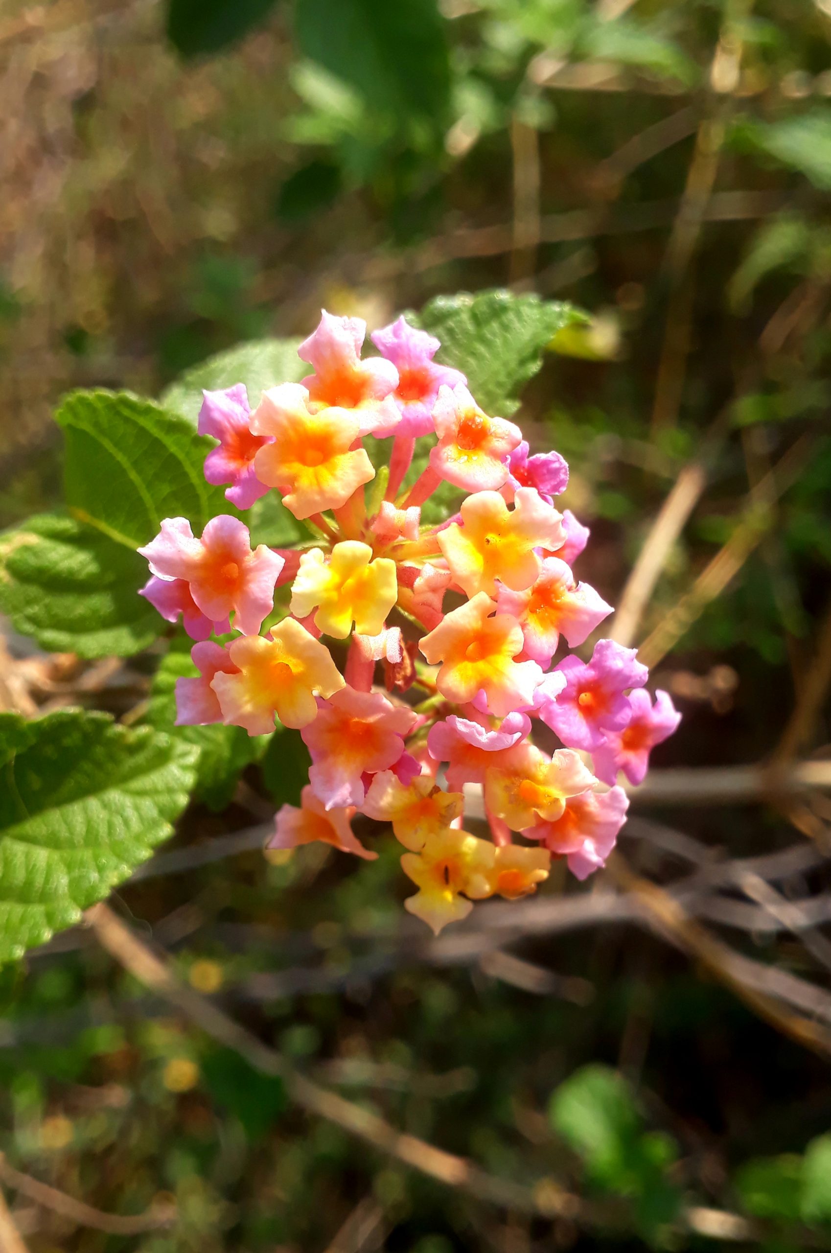 Flowers of a plant