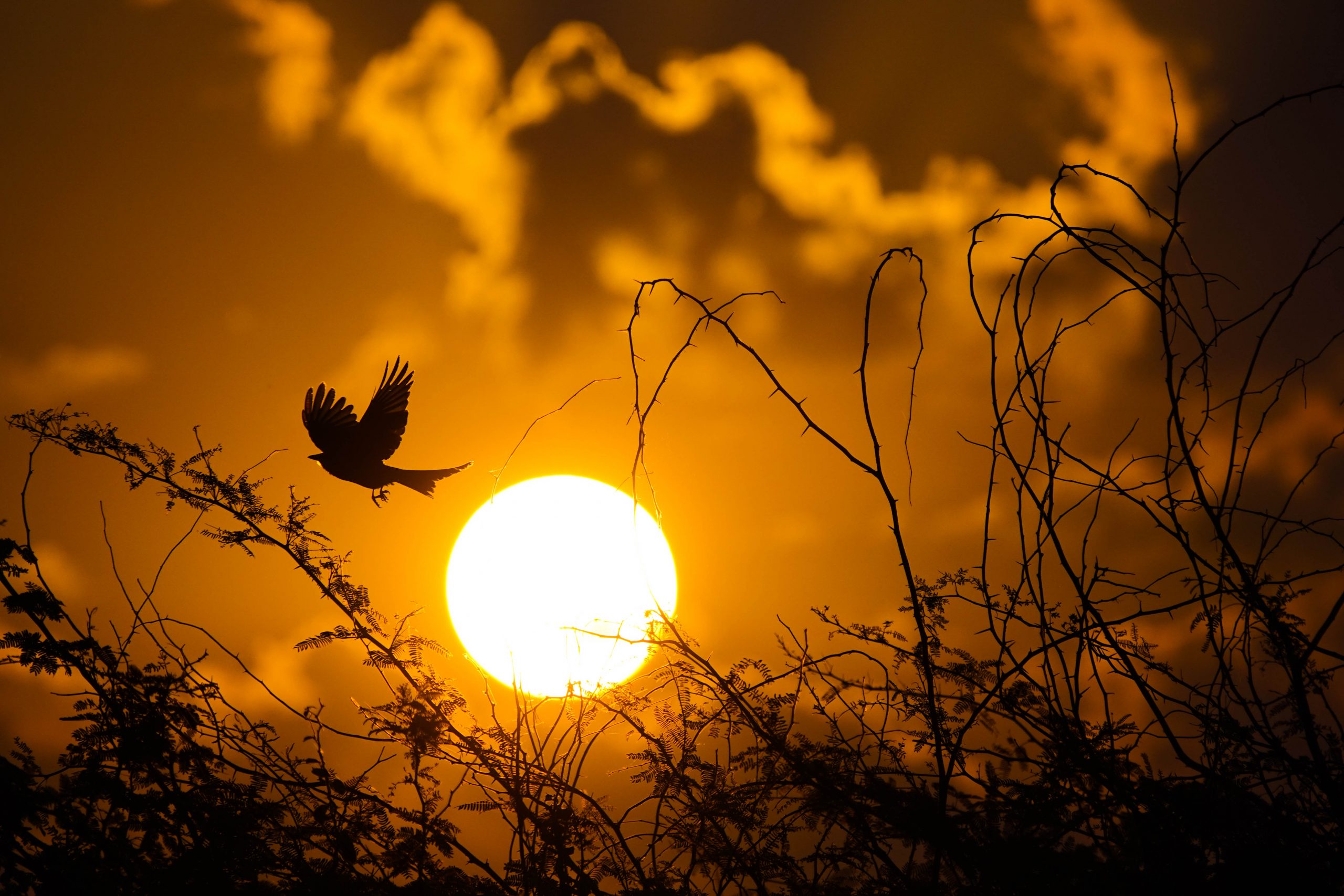 Silhouette Scenery