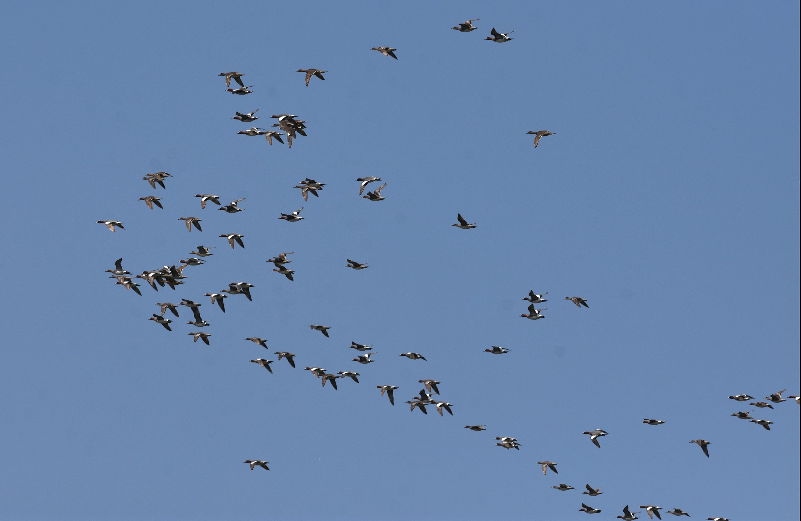 Birds in sky