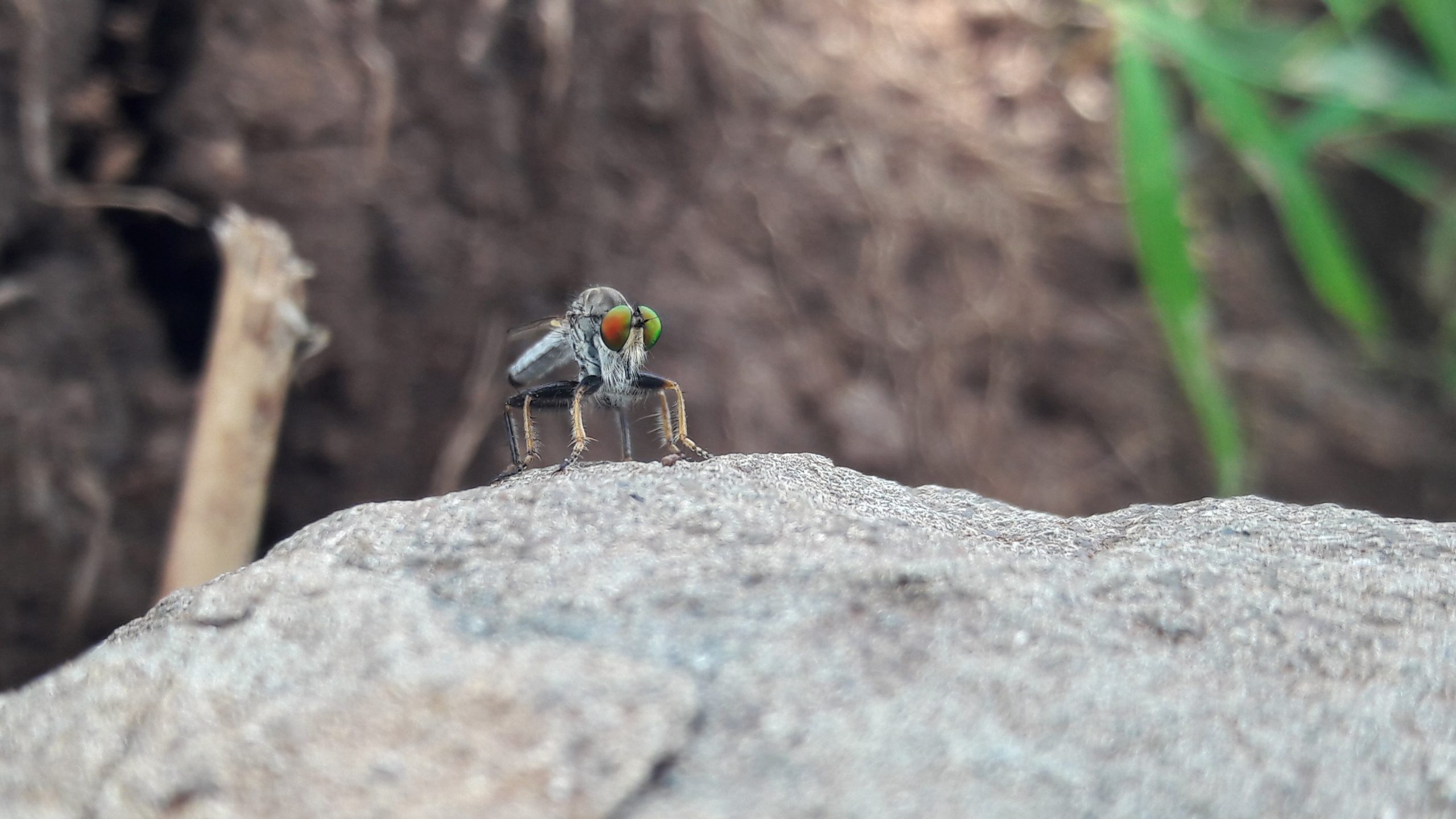 Fruit fly with gradient eyes sitting on a rock