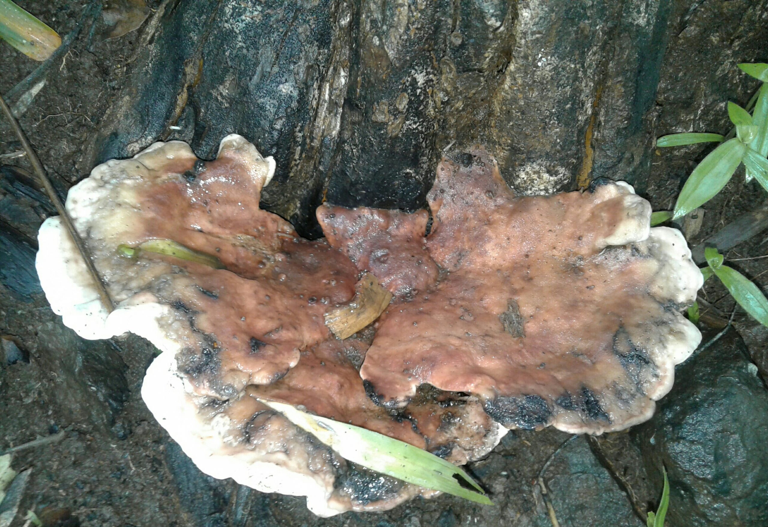 Fungus plant on a tree bark
