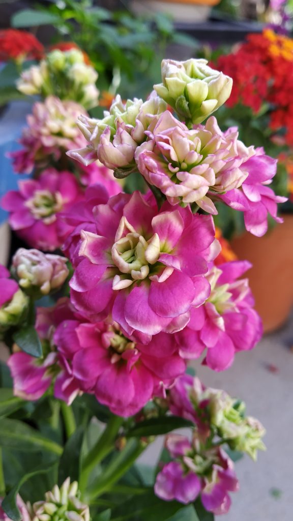 Gilly flower PixaHive