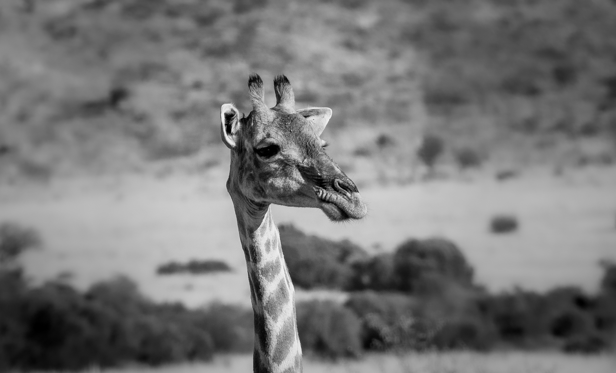 giraffe's face
