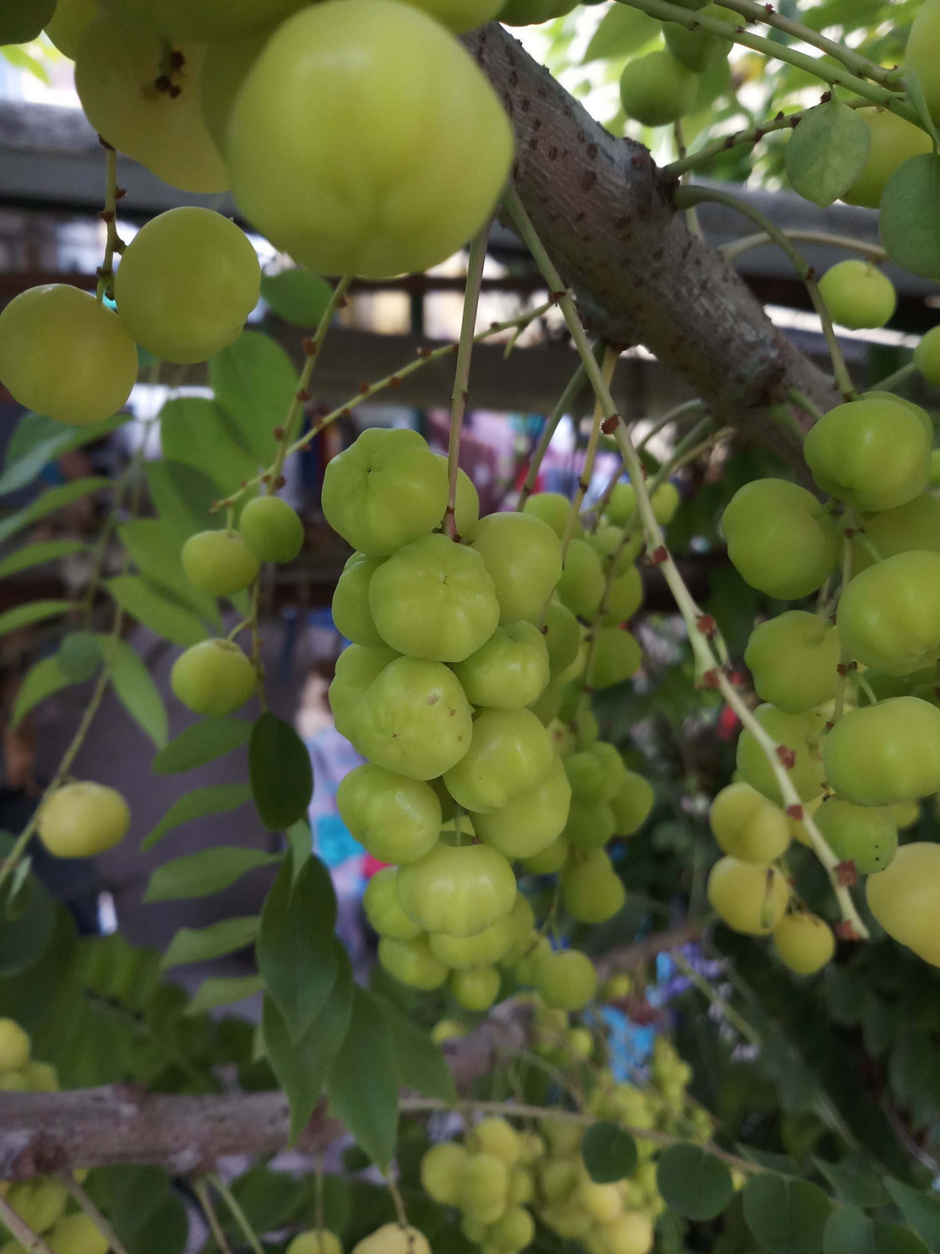 Gooseberries on a plant