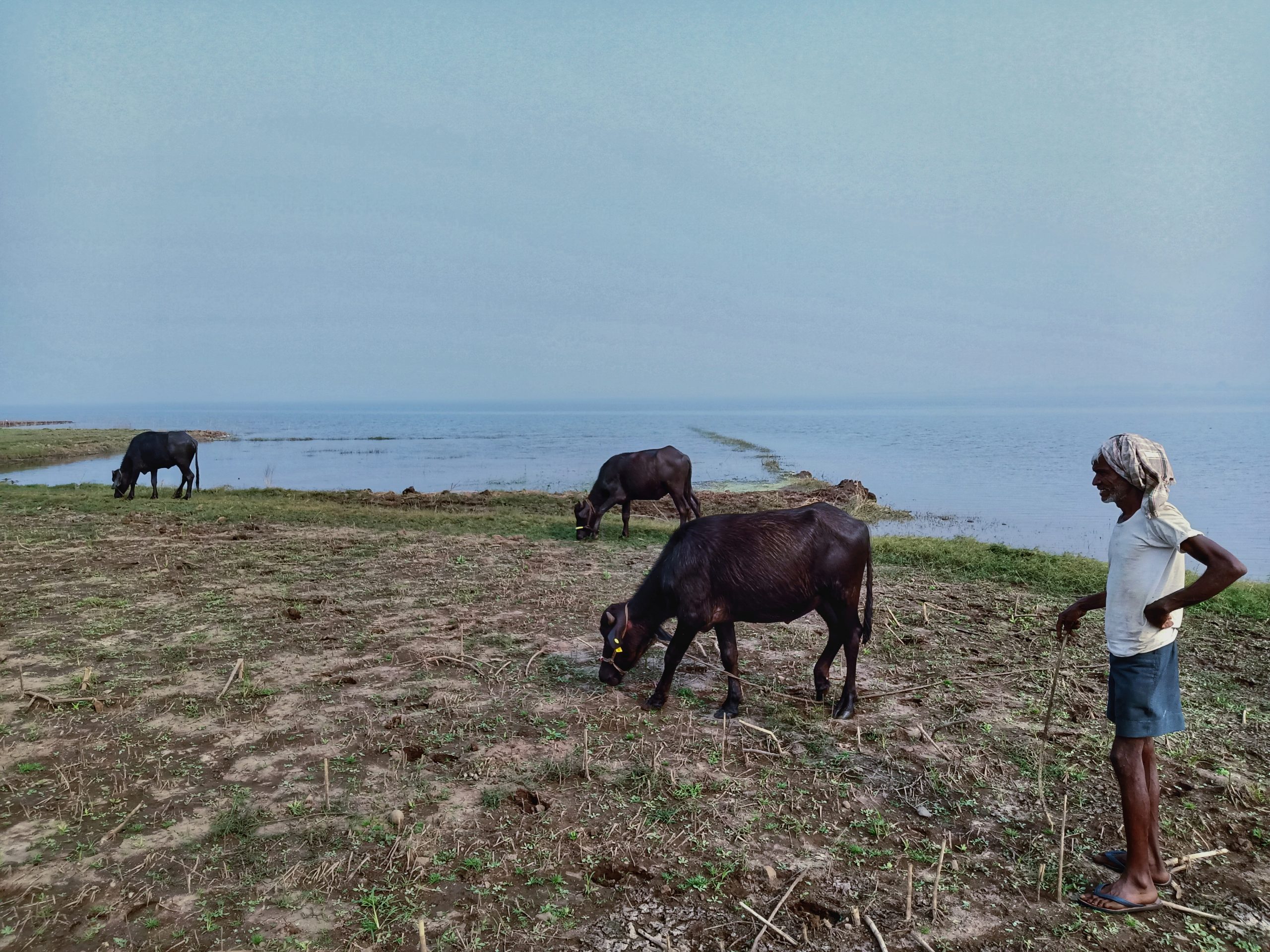 Man grazing animals at rive site