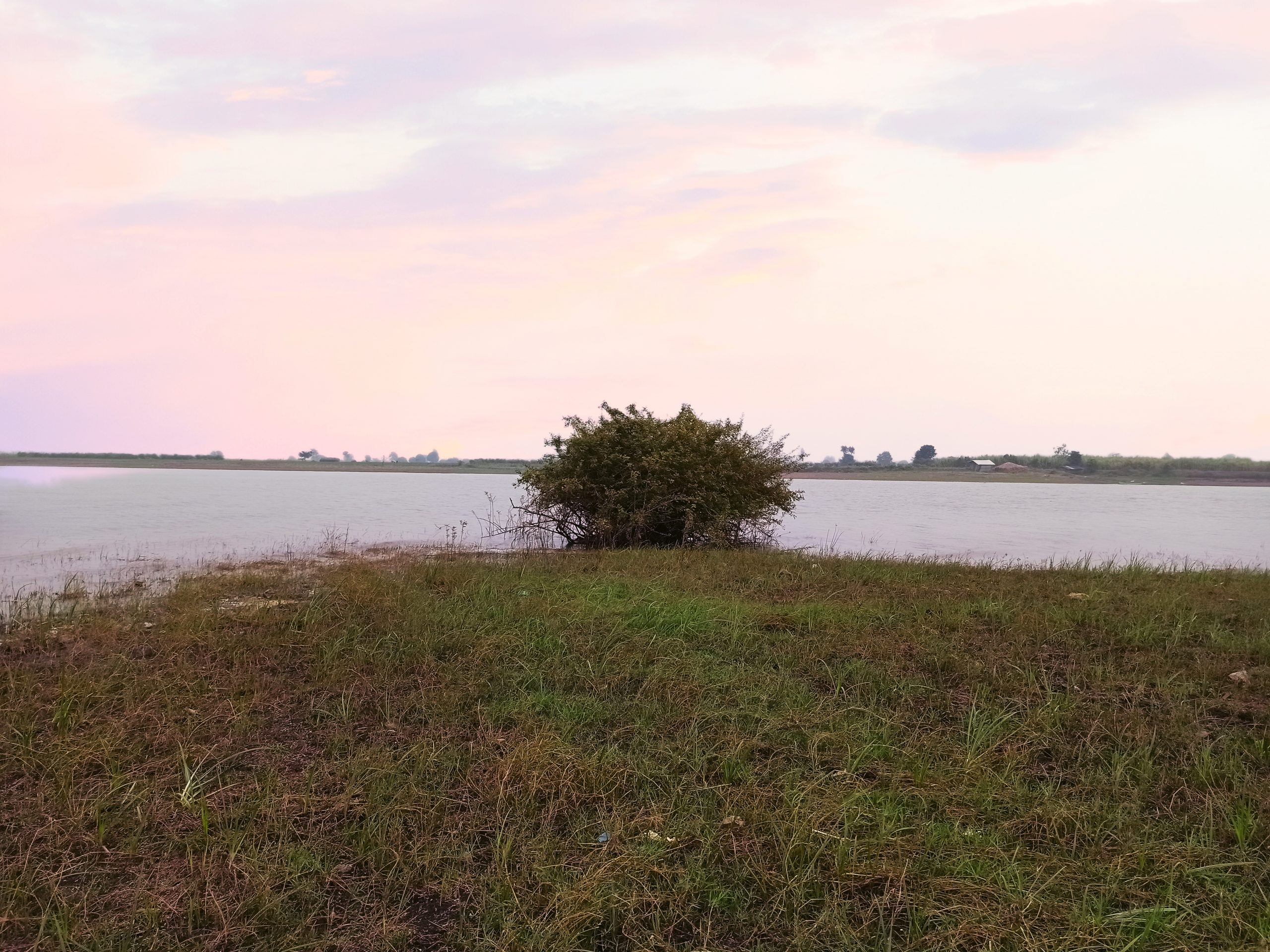 Grass near a water resource