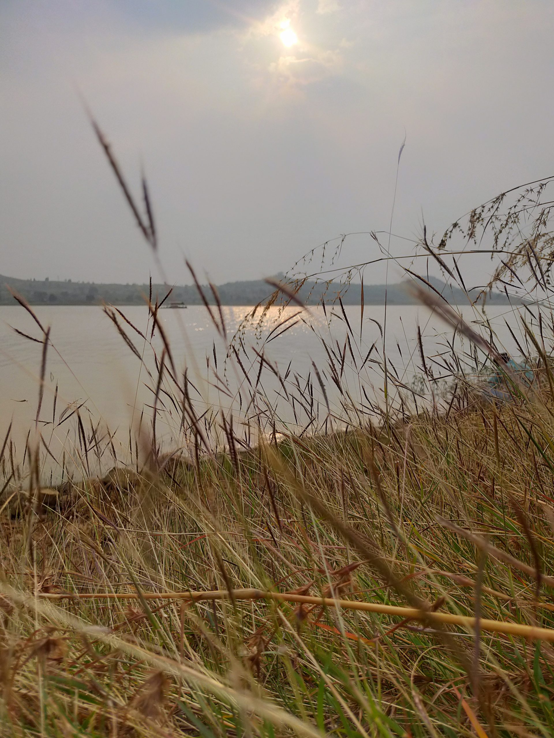 Grass plant near a water resource