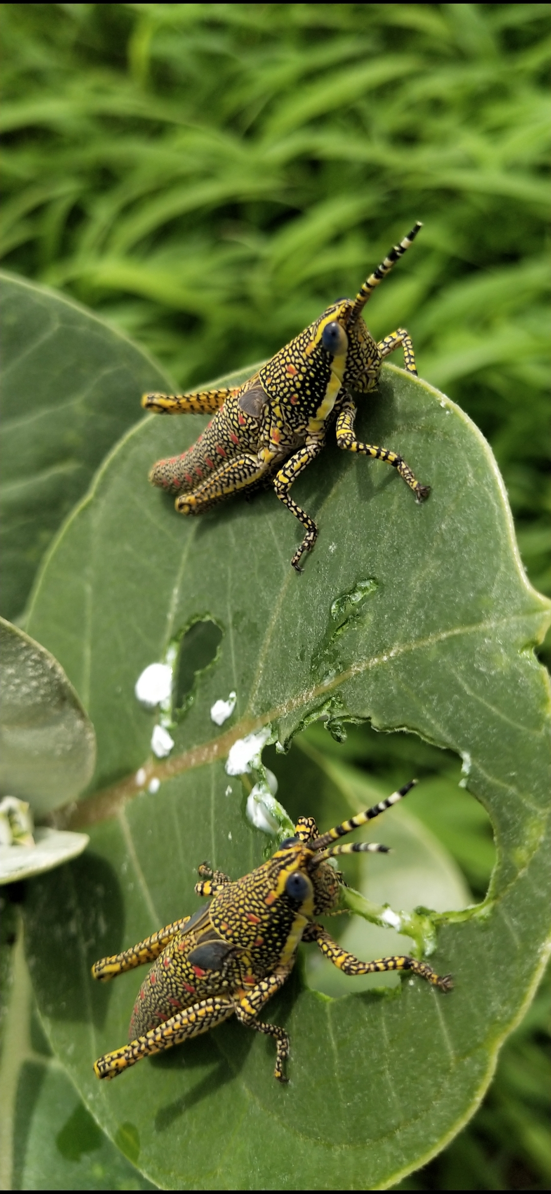 Grasshoppers on leaf