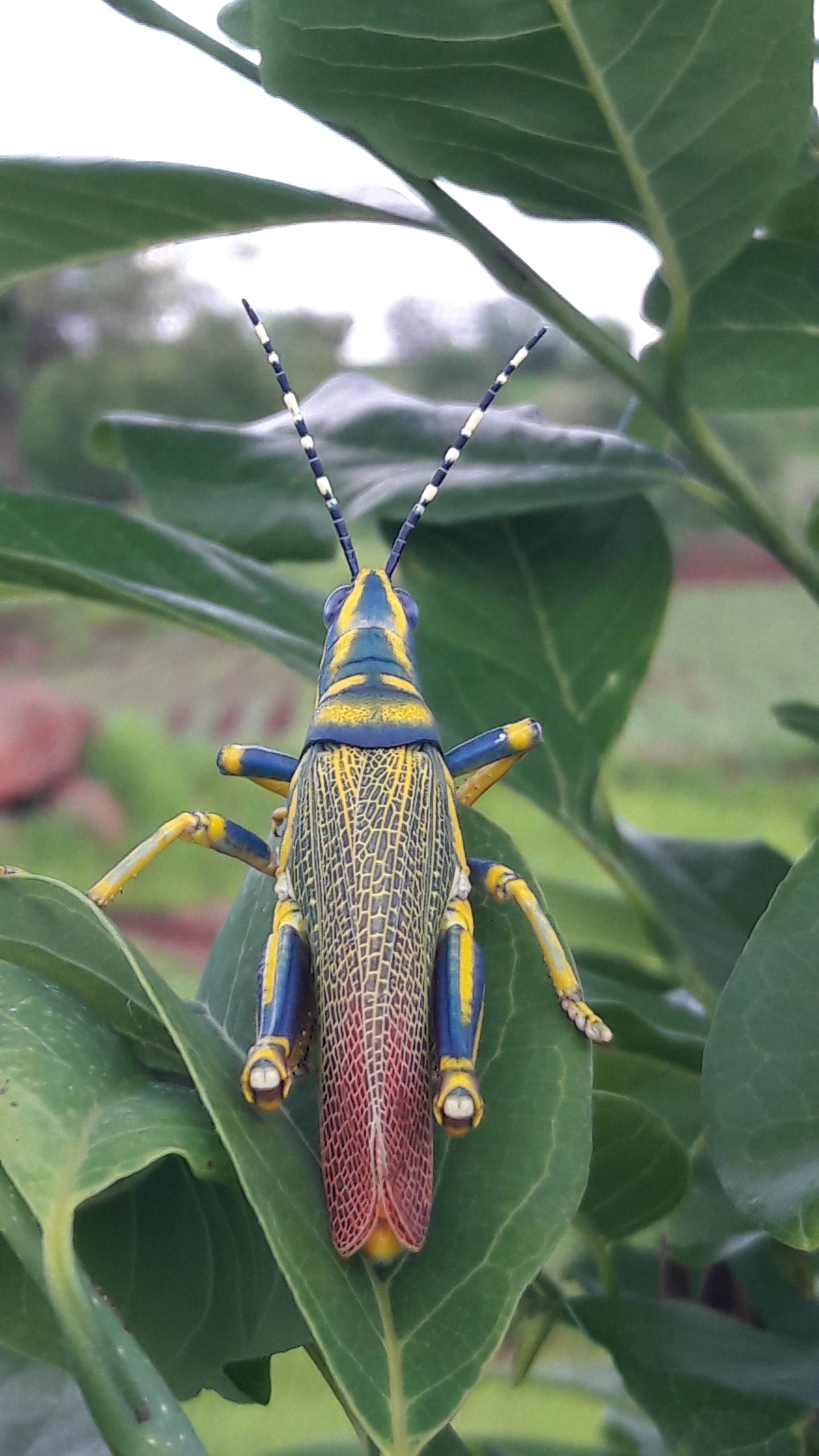 Grasshopper insect on a plant