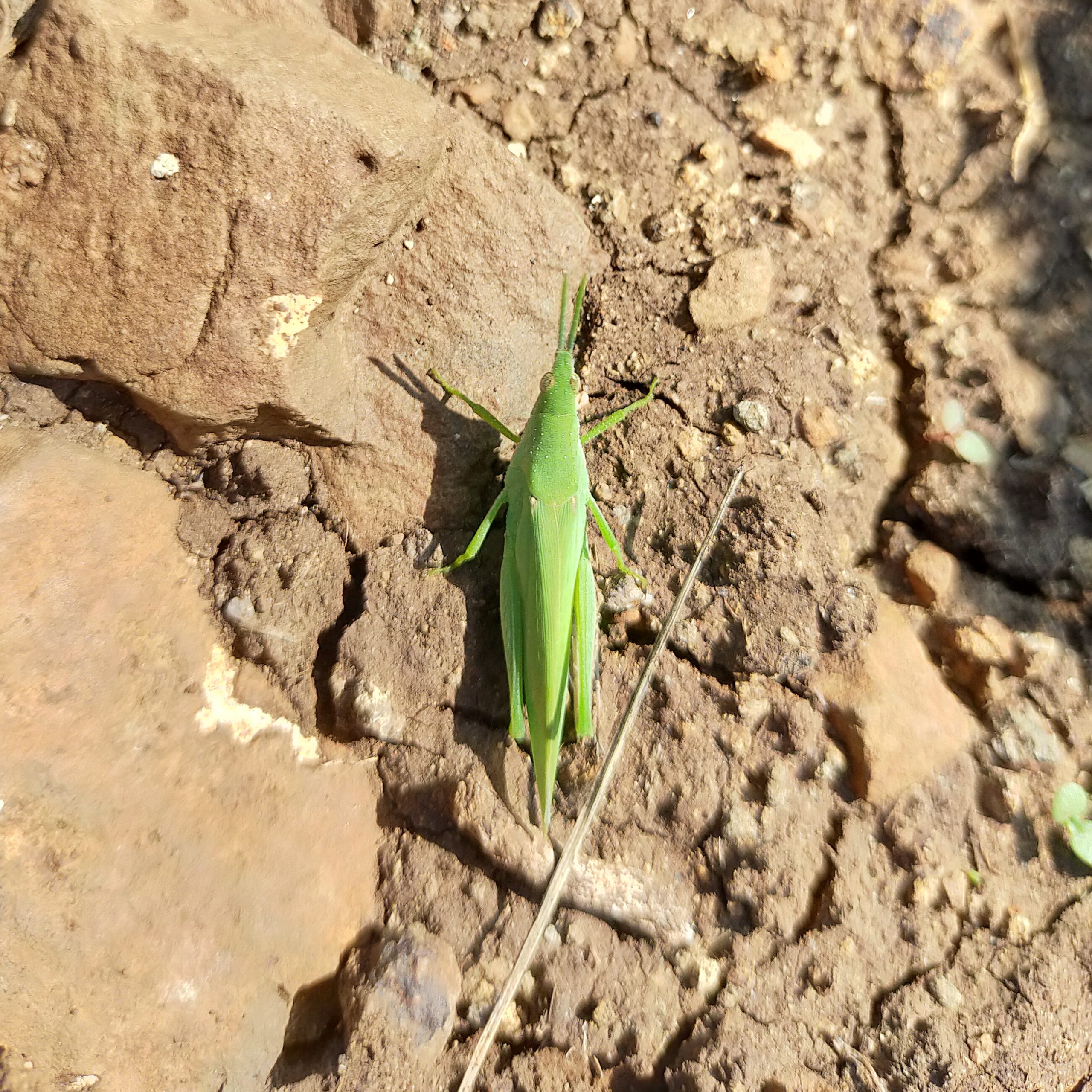 Grasshopper on ground