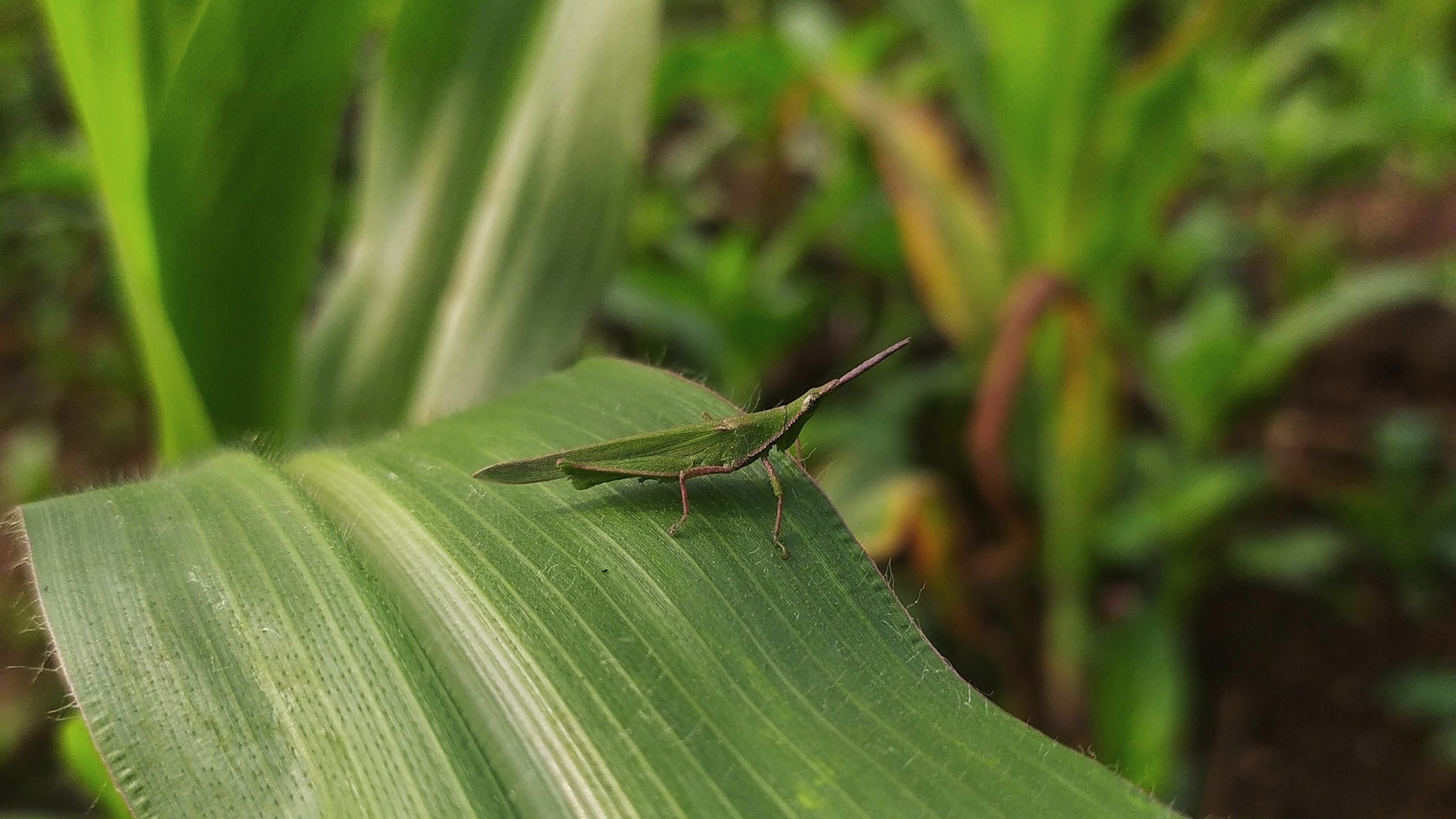 grasshopper on a leaf