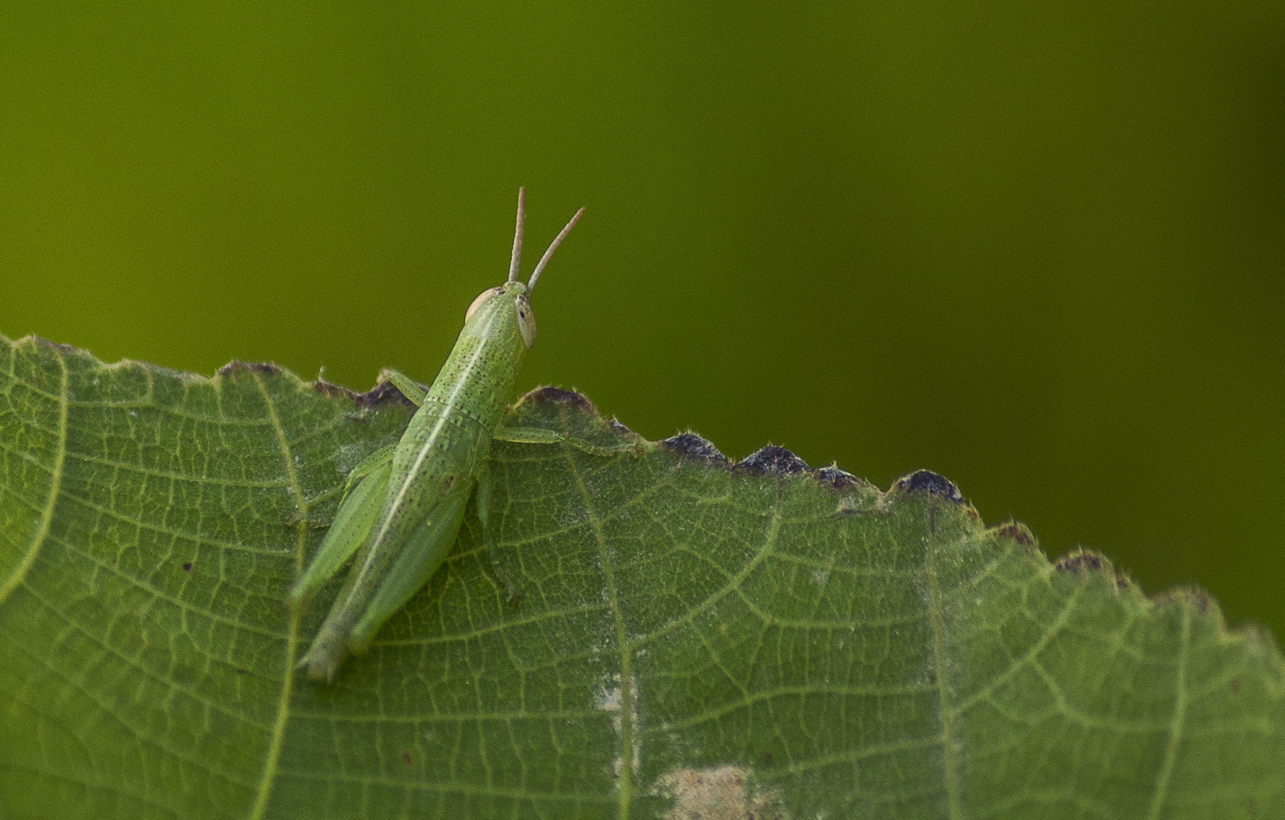 Grasshopper on plant leaf