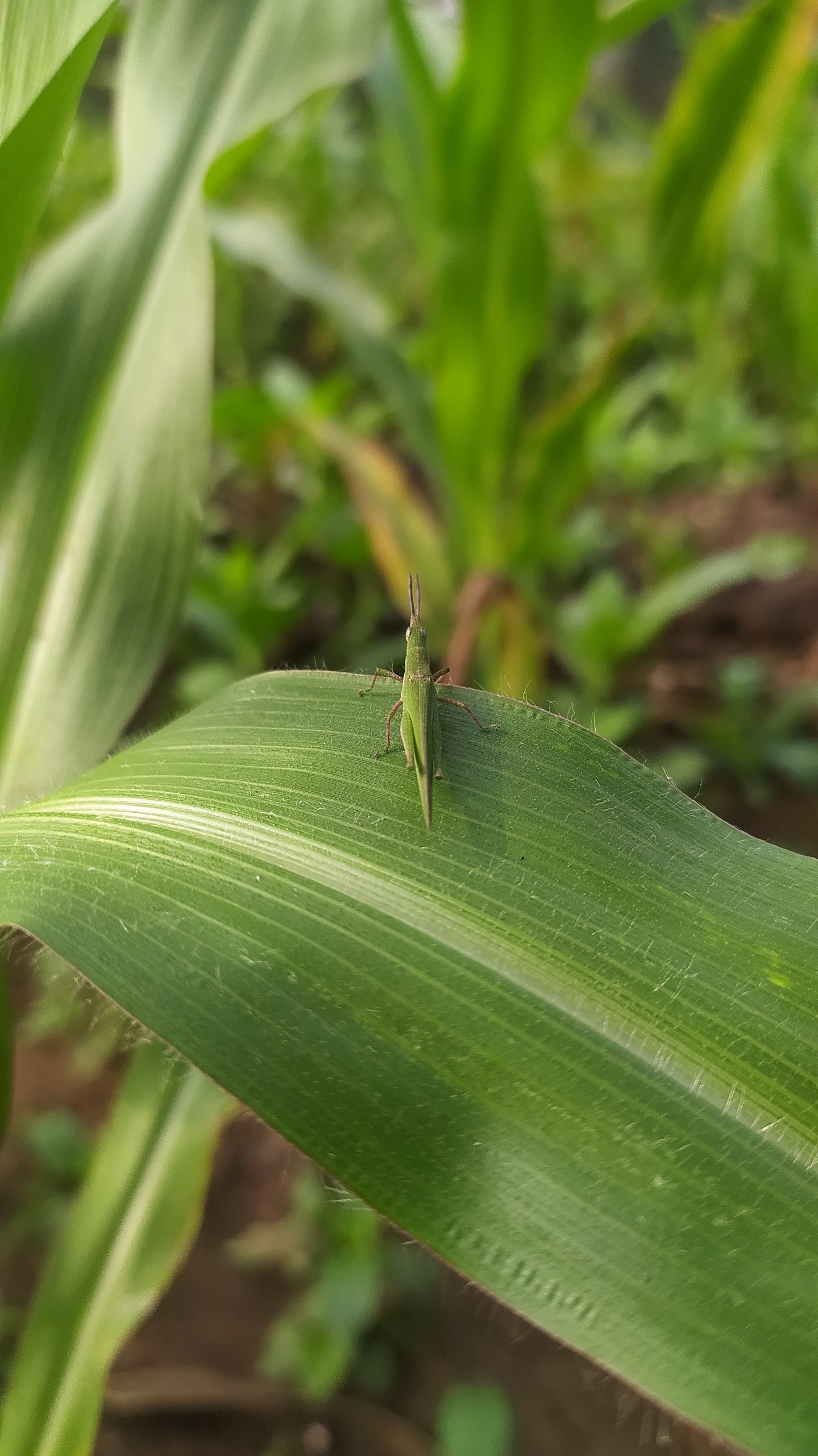 A grasshoppers on a leaf