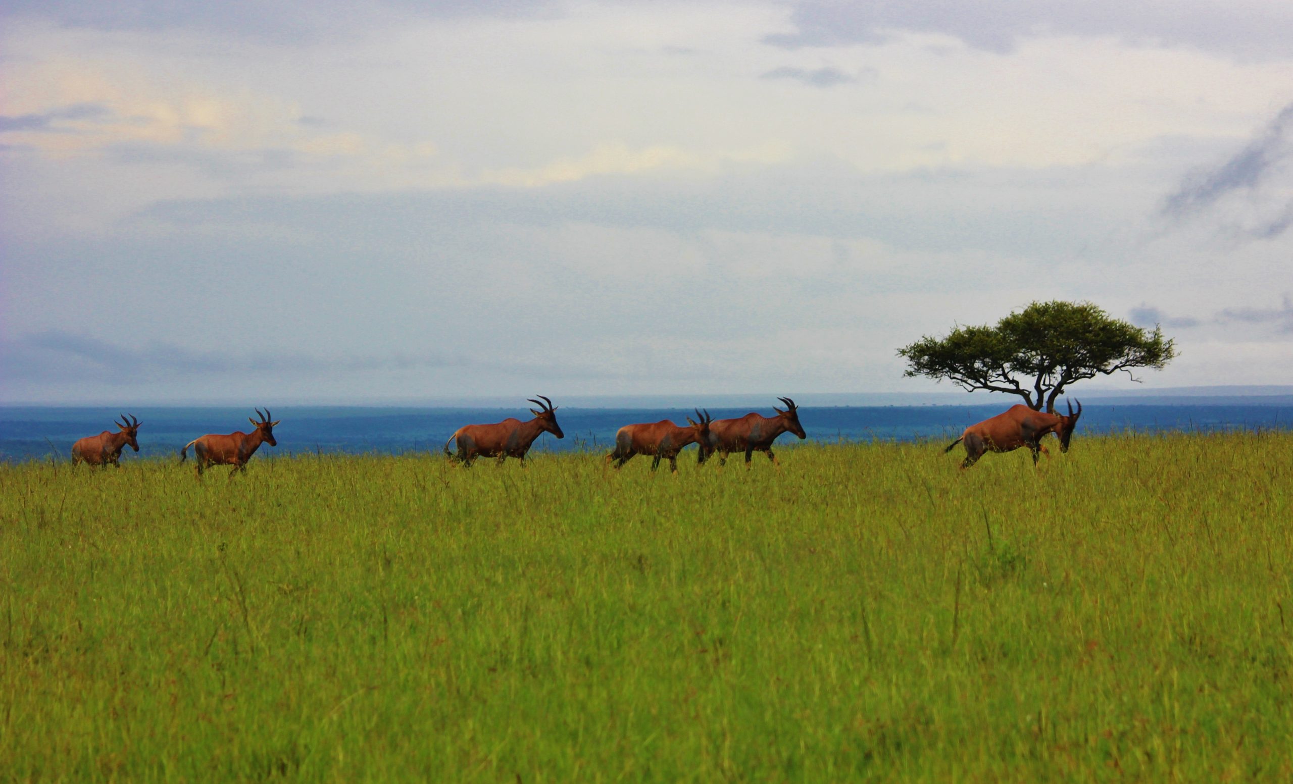 Grassland of Masai Mara