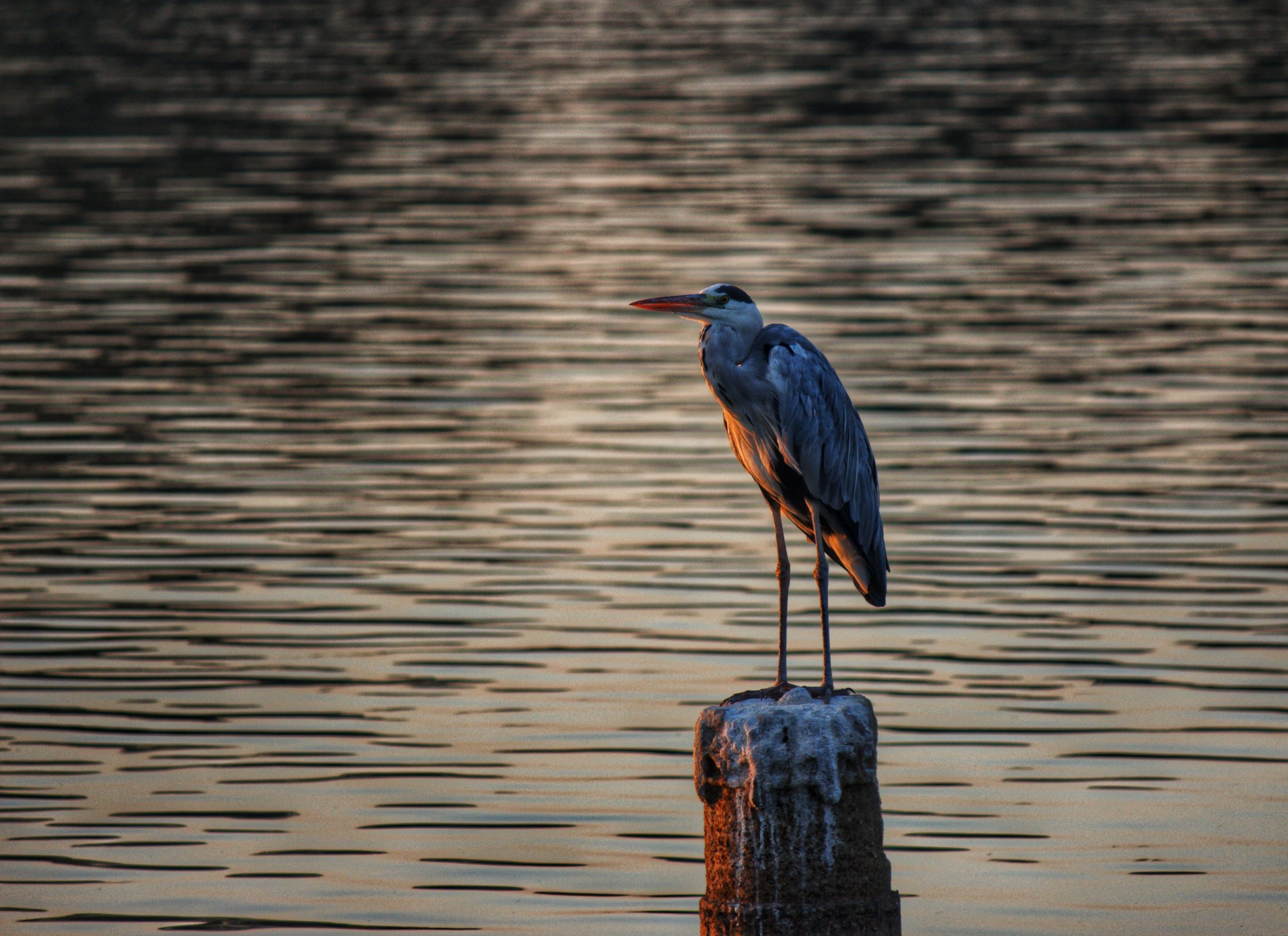 Bird sitting on rock near the lake