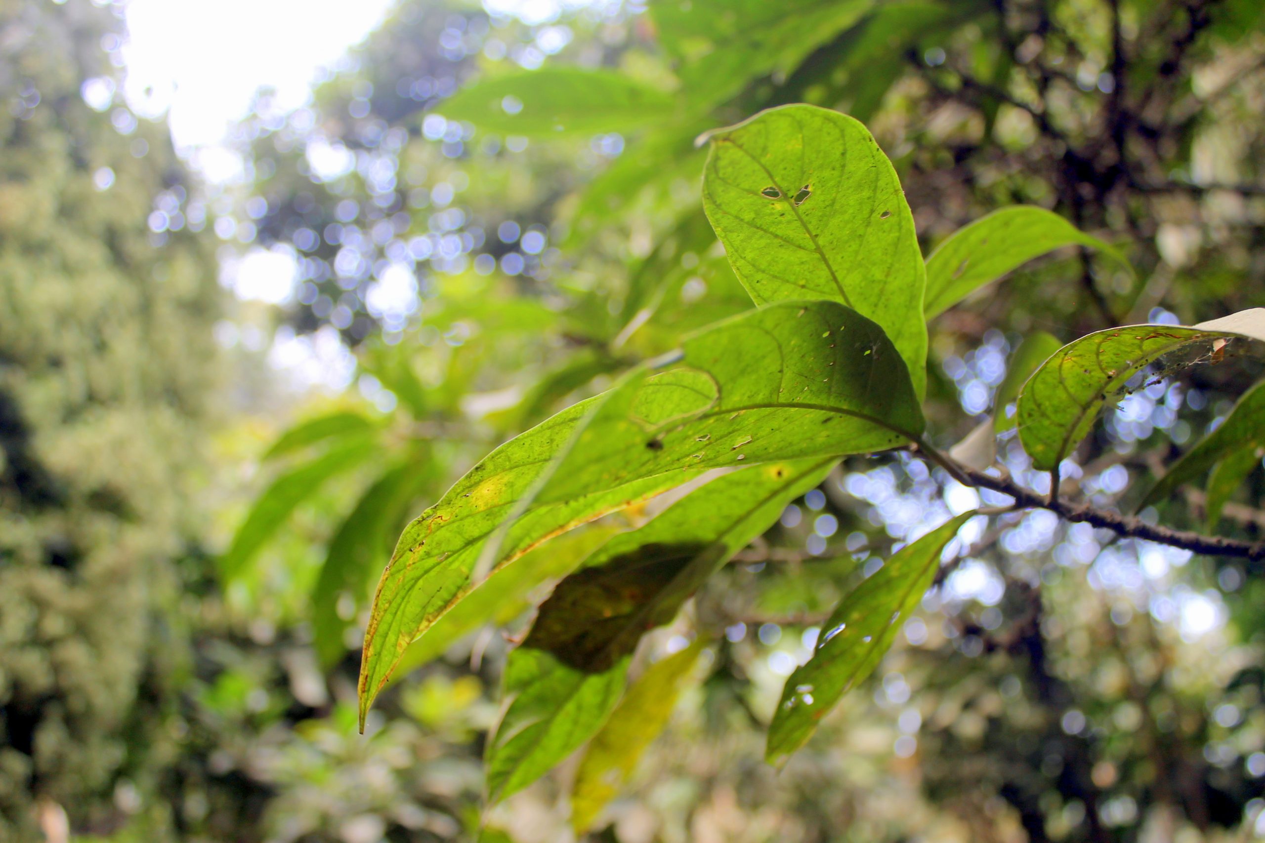 Leaves