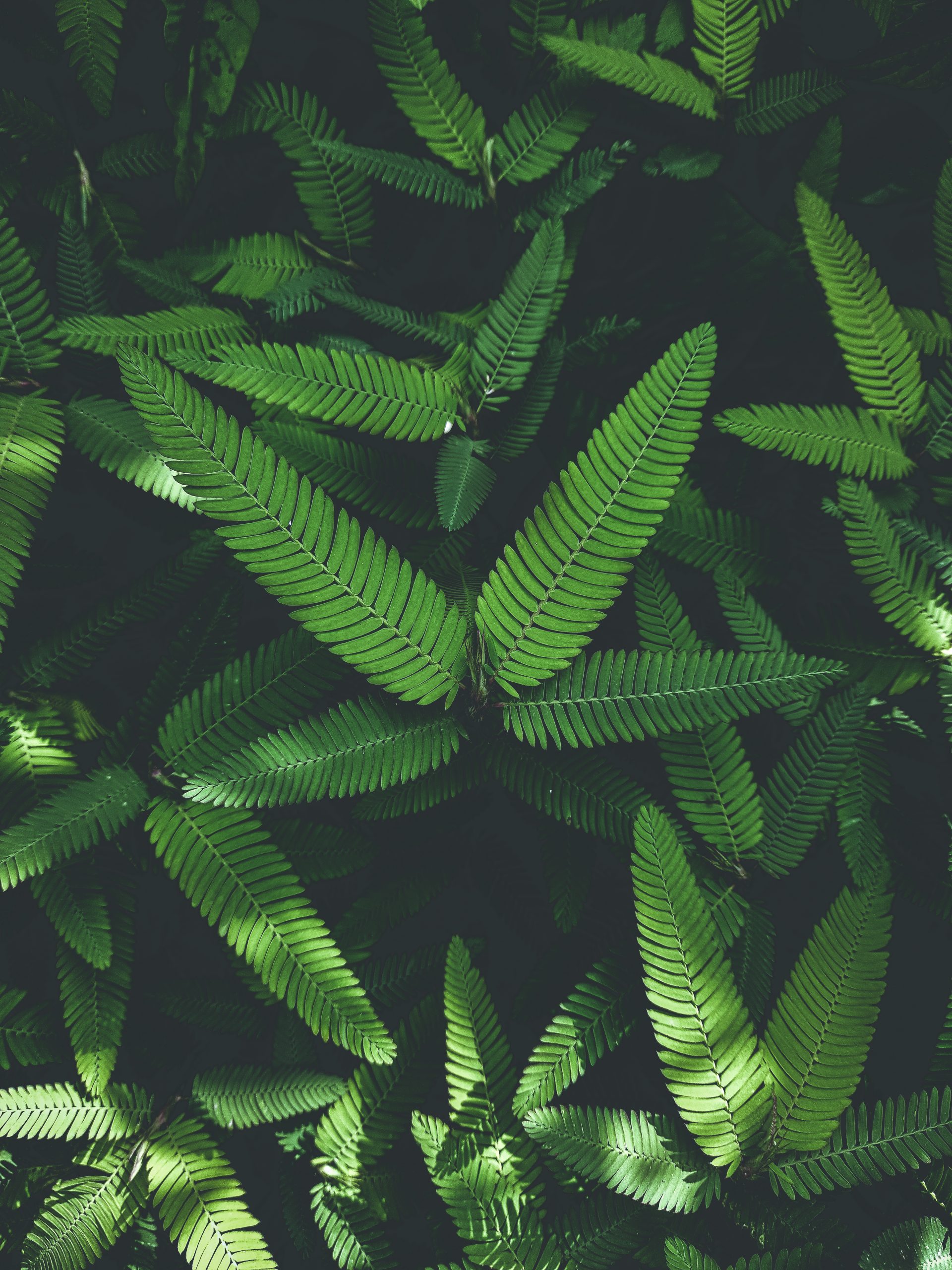 green leaves