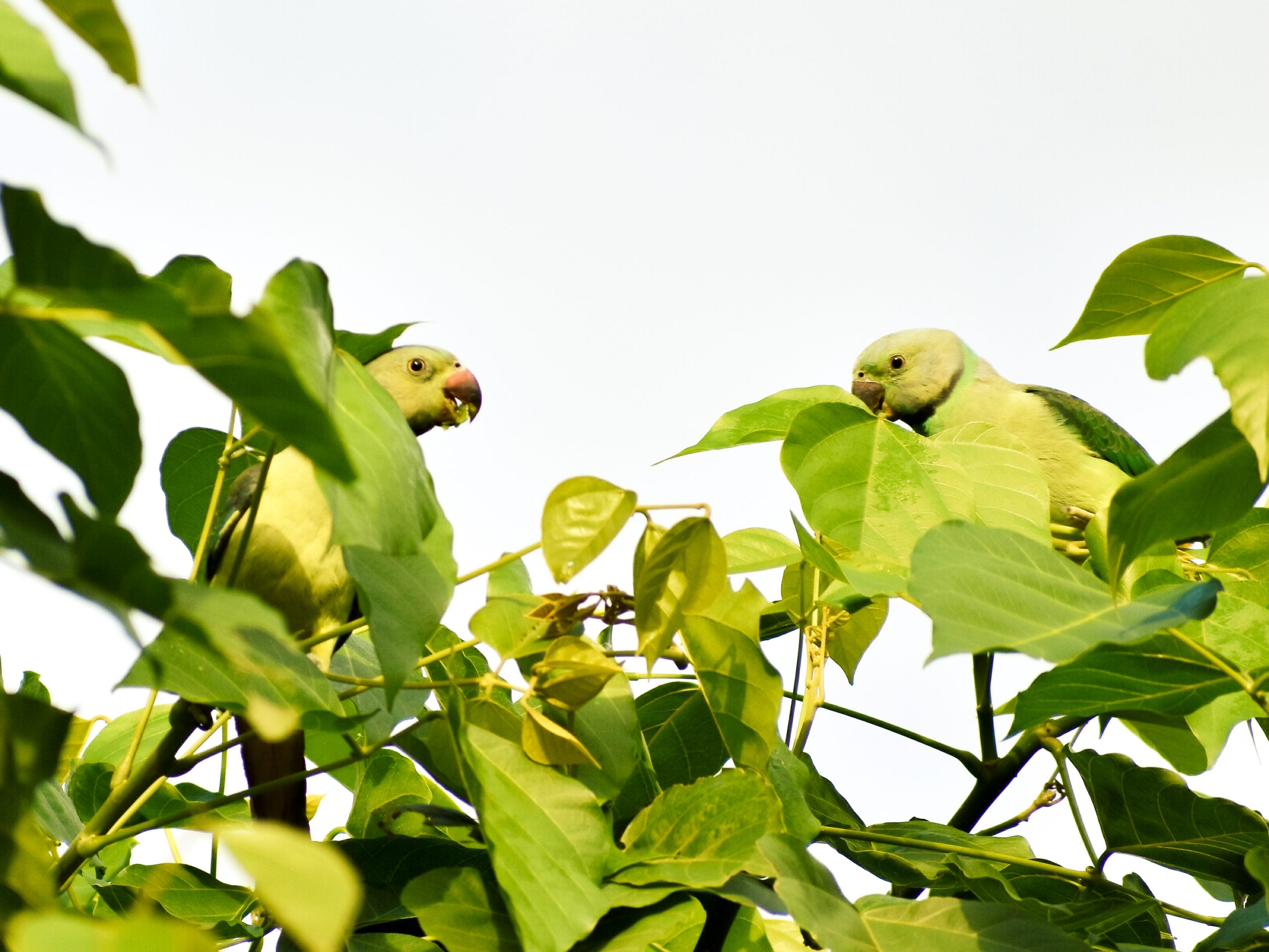 Parrots on a tree