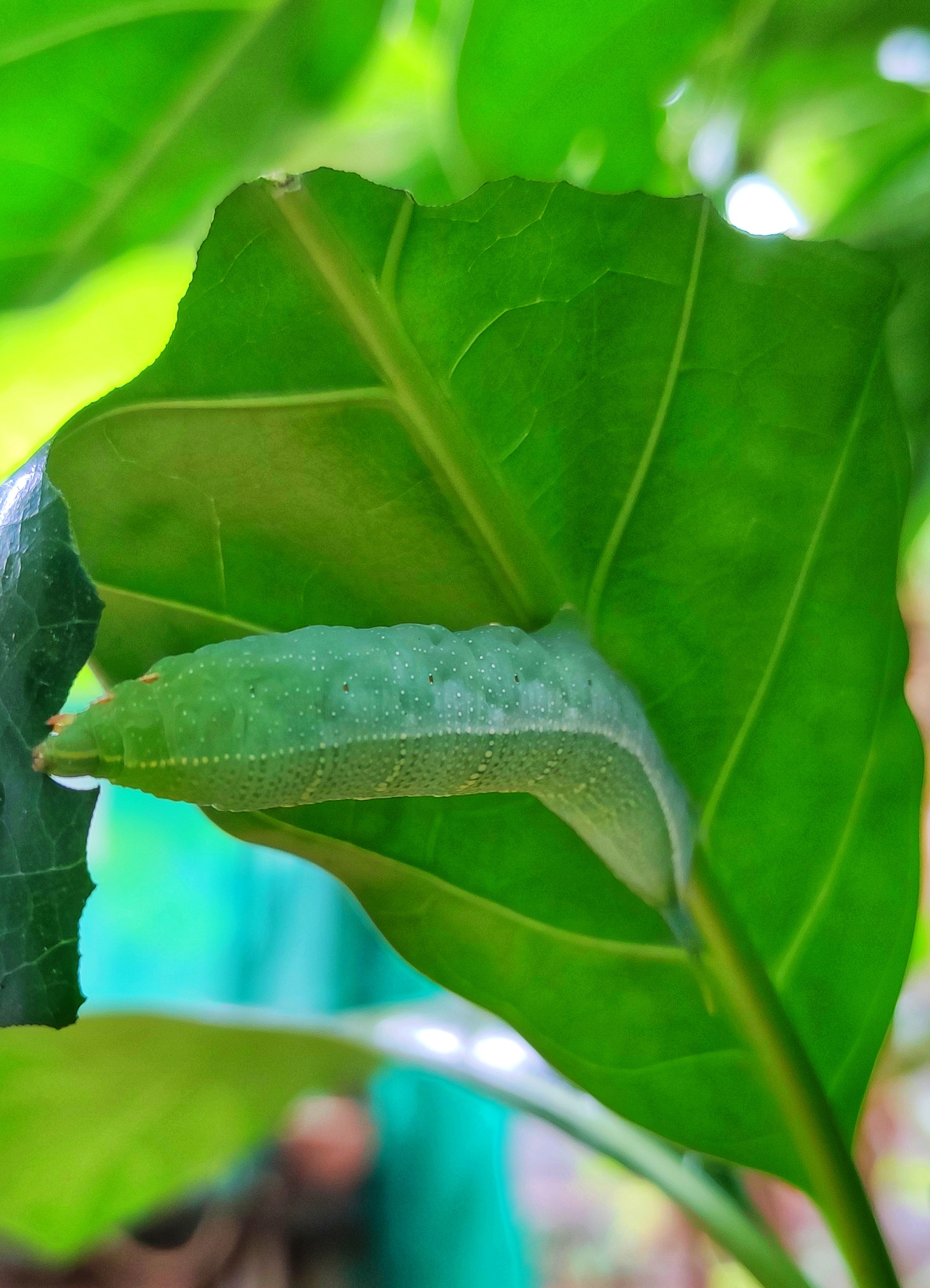 Green caterpillar under a leaf