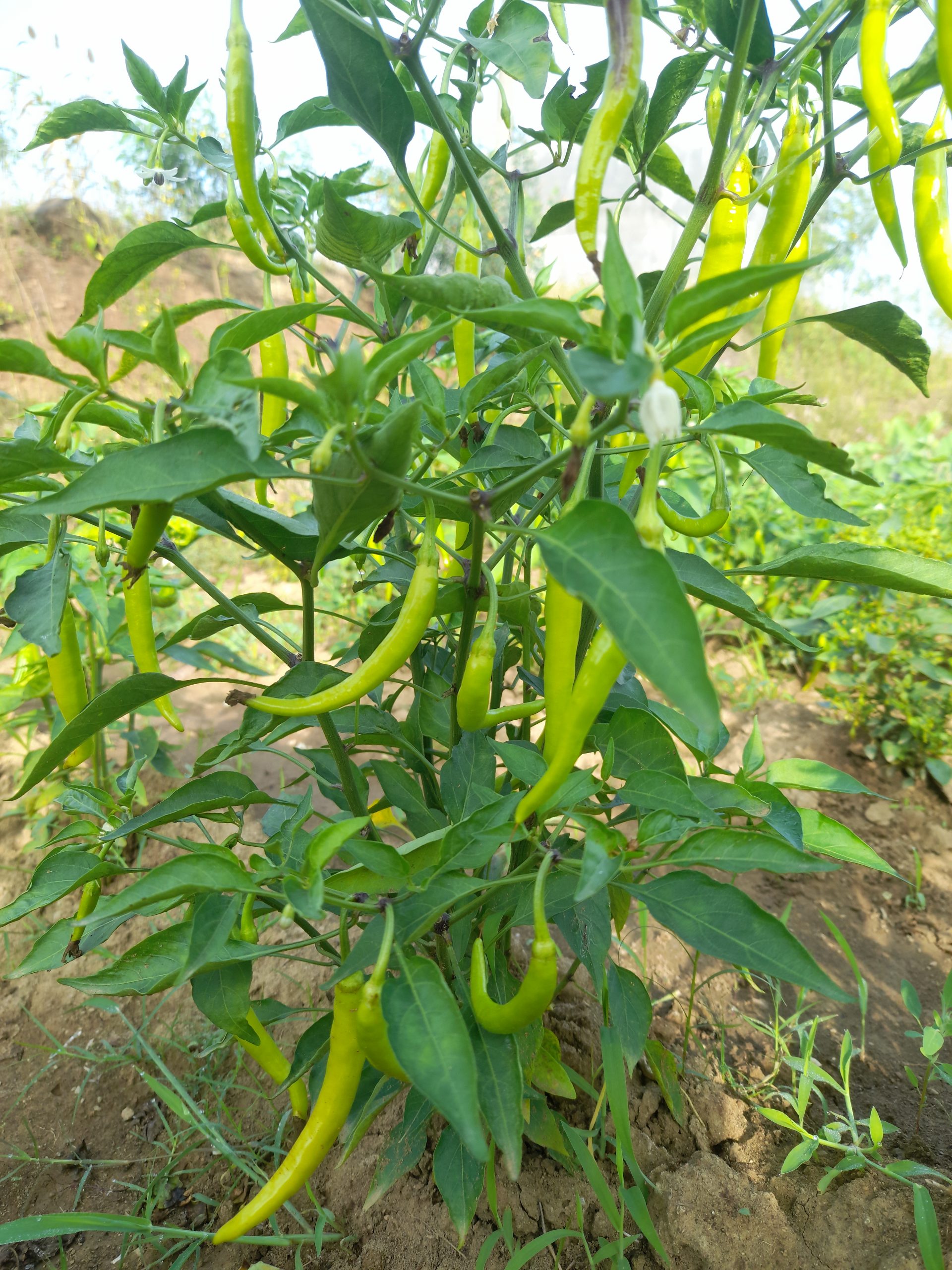Green chilli plant