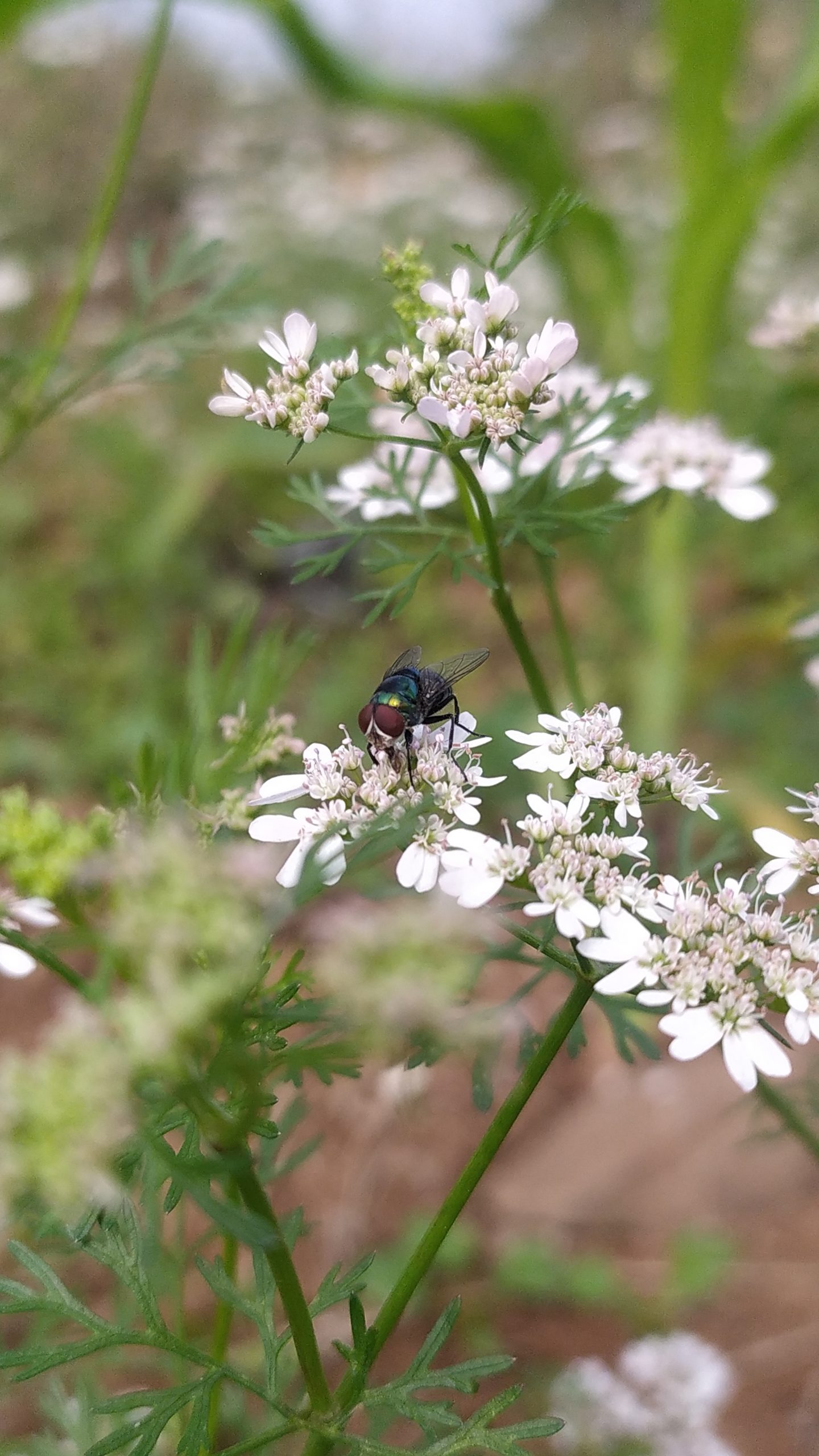 A fly on flower