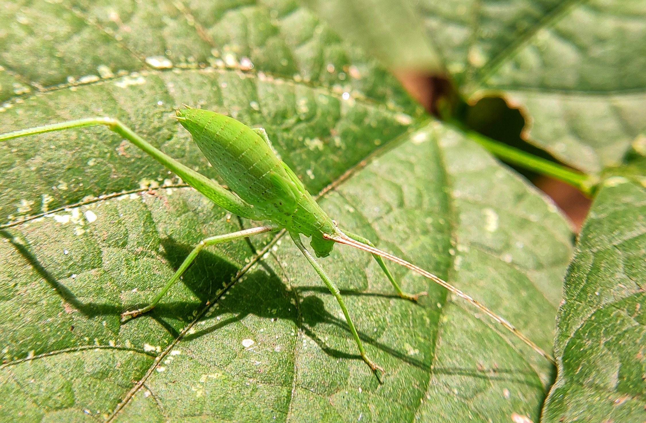 insect on a leaf