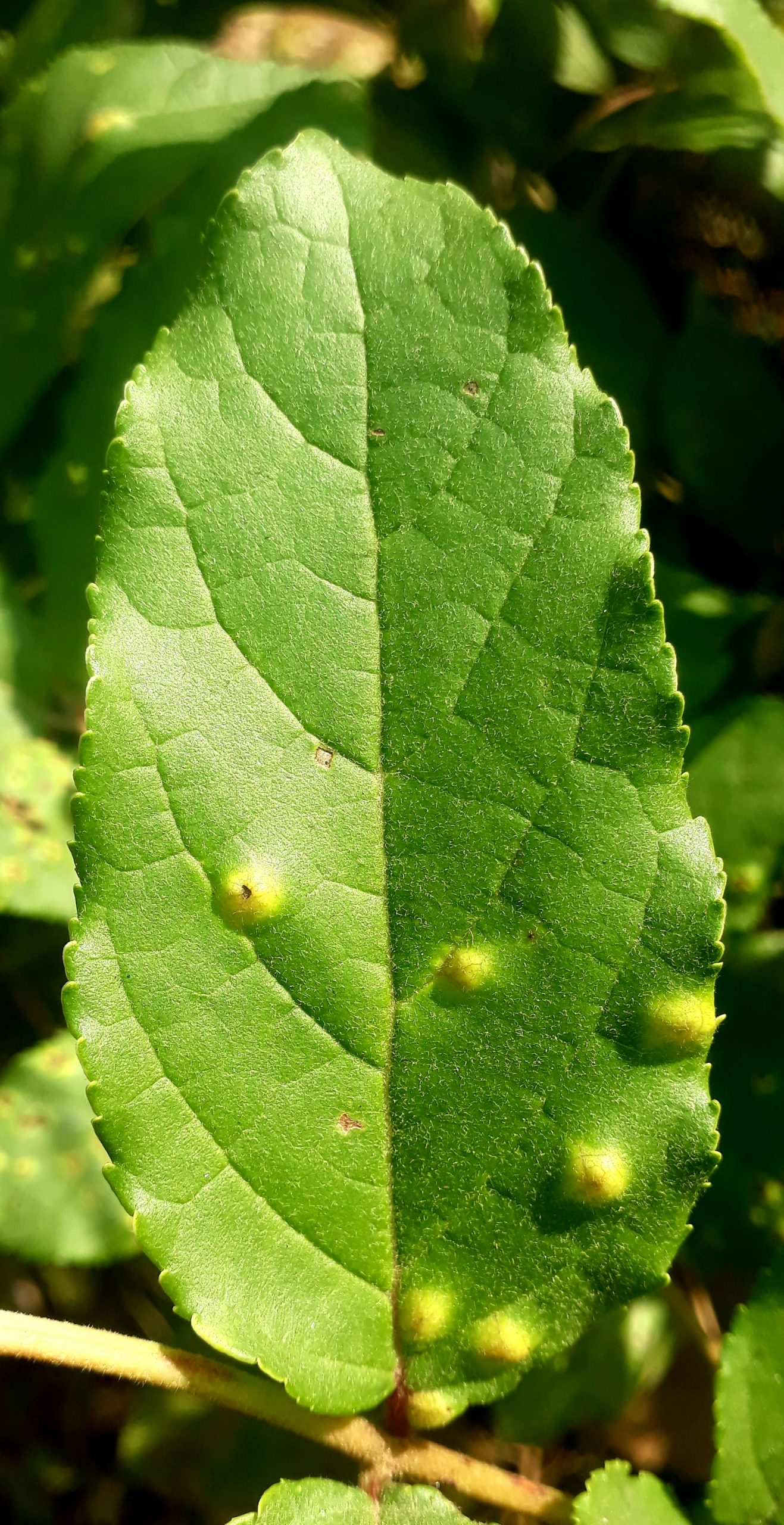 Green leaf macro view