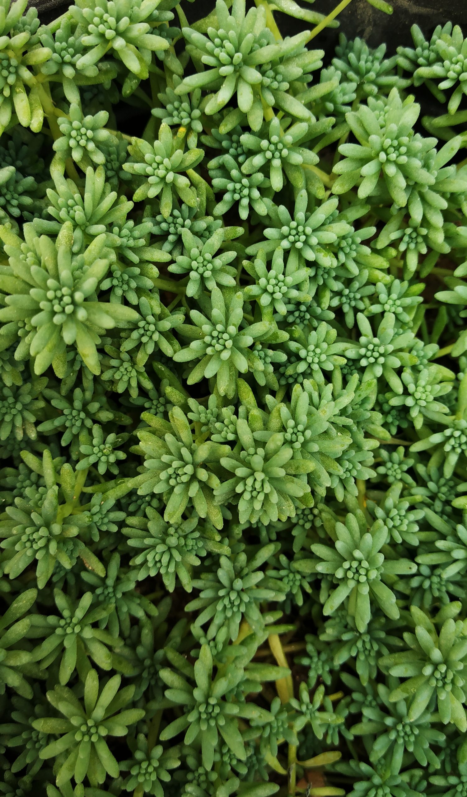 Green leaves, of plants