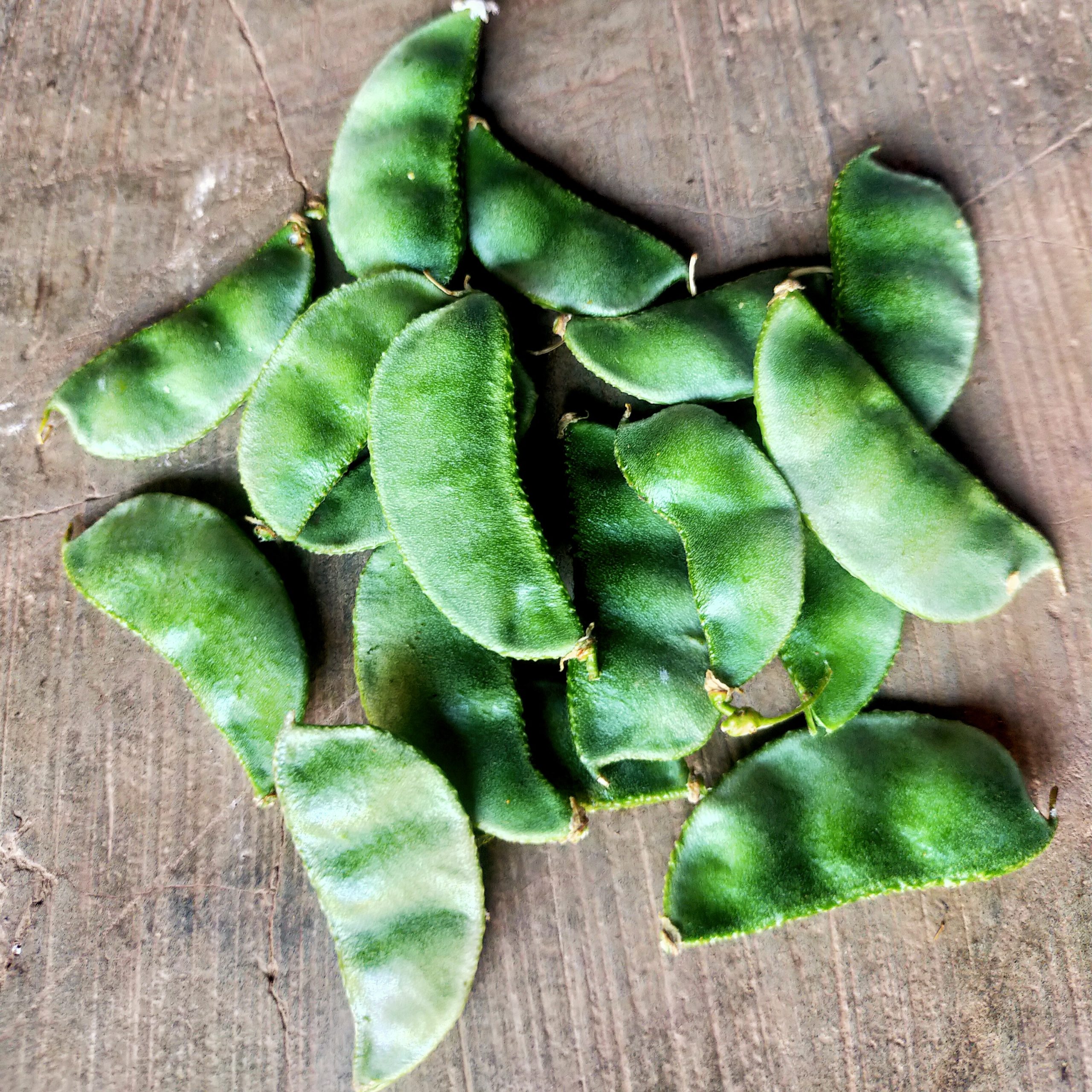 Green papdi beans