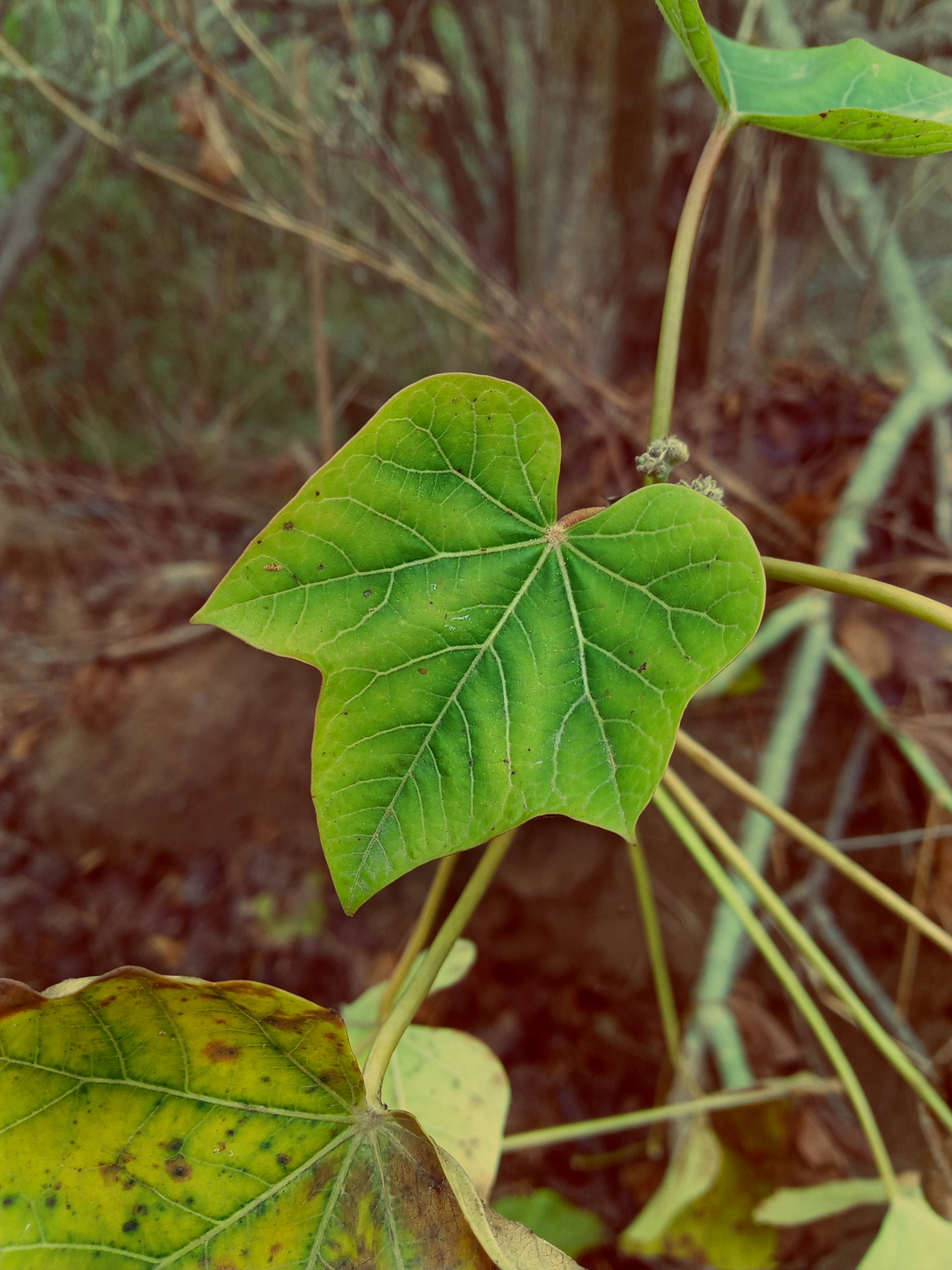 leaves of a plant