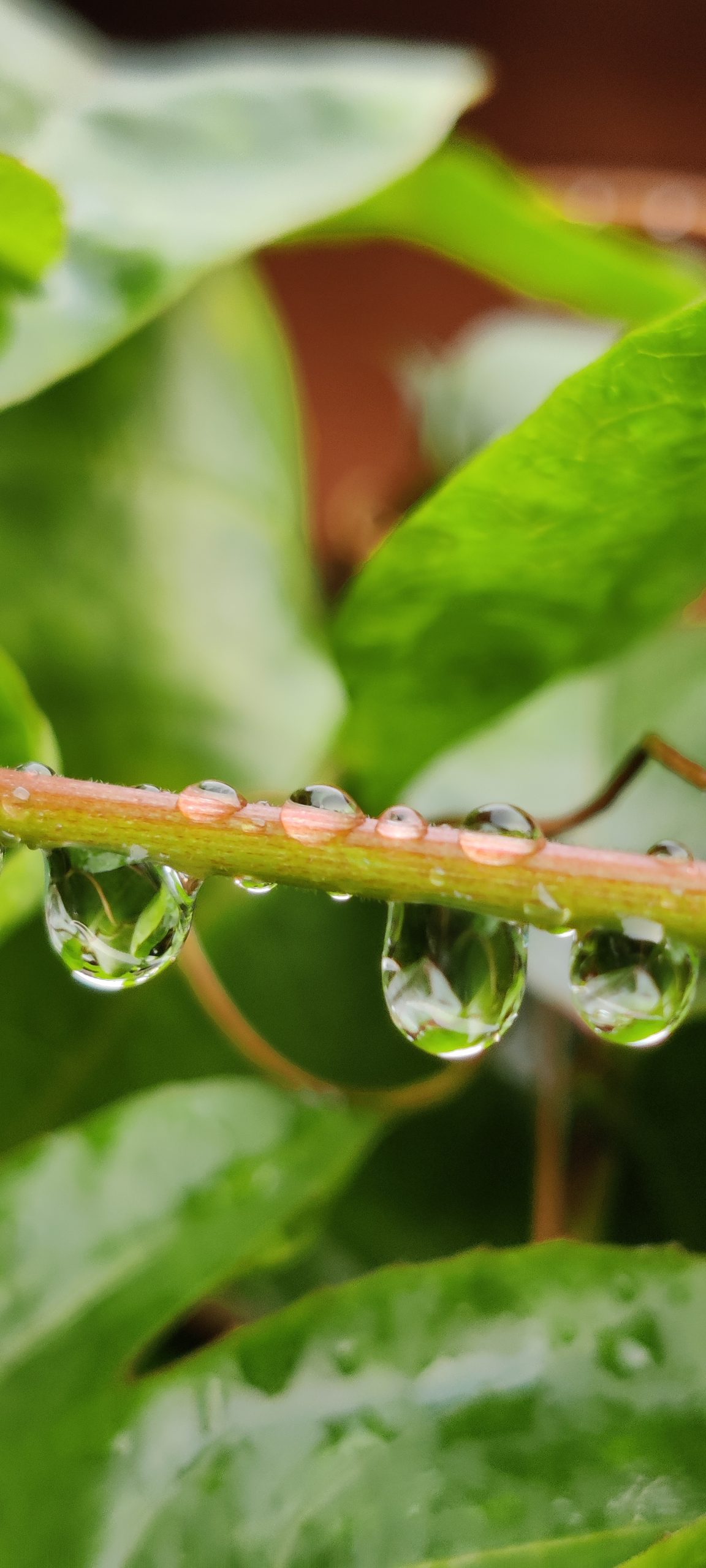 Water drops on plant stem