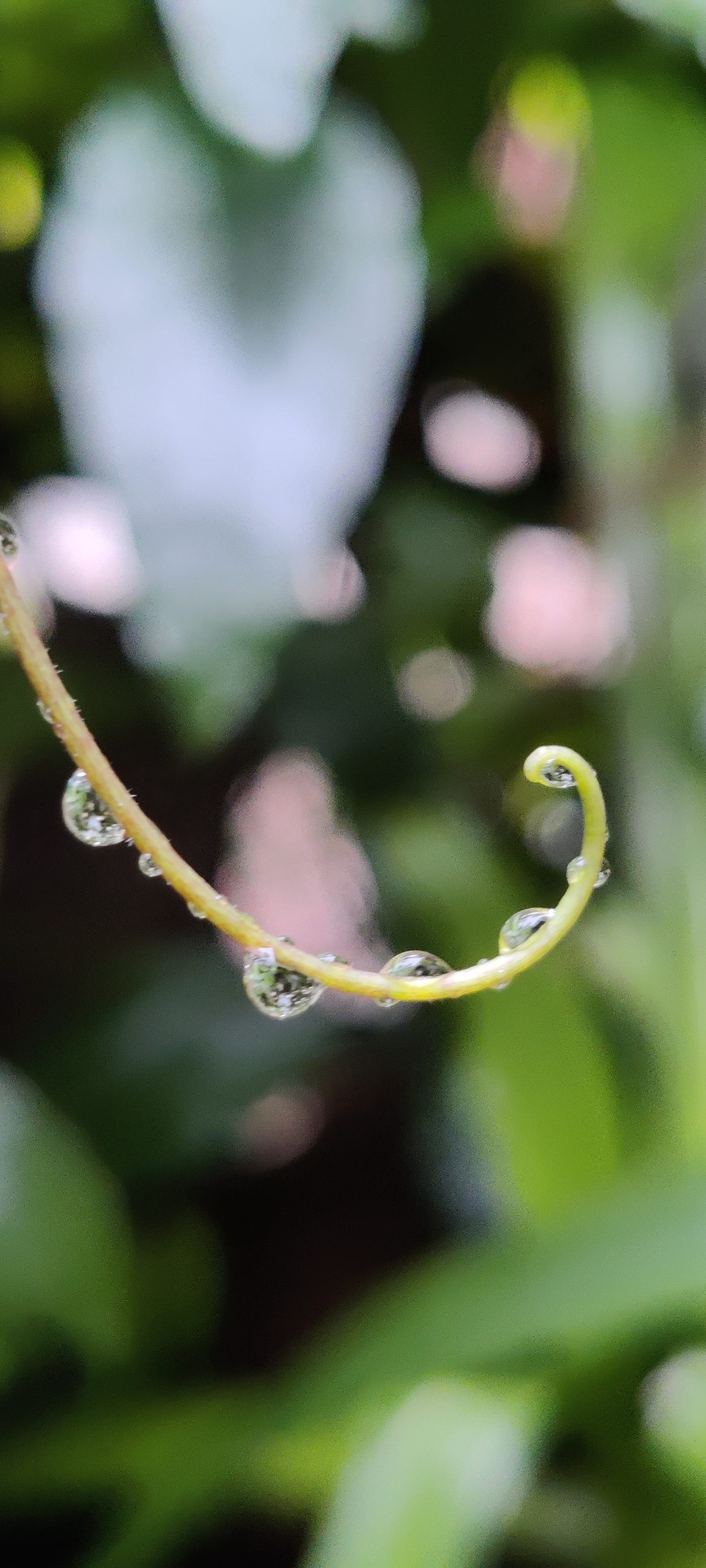 water drop on stem