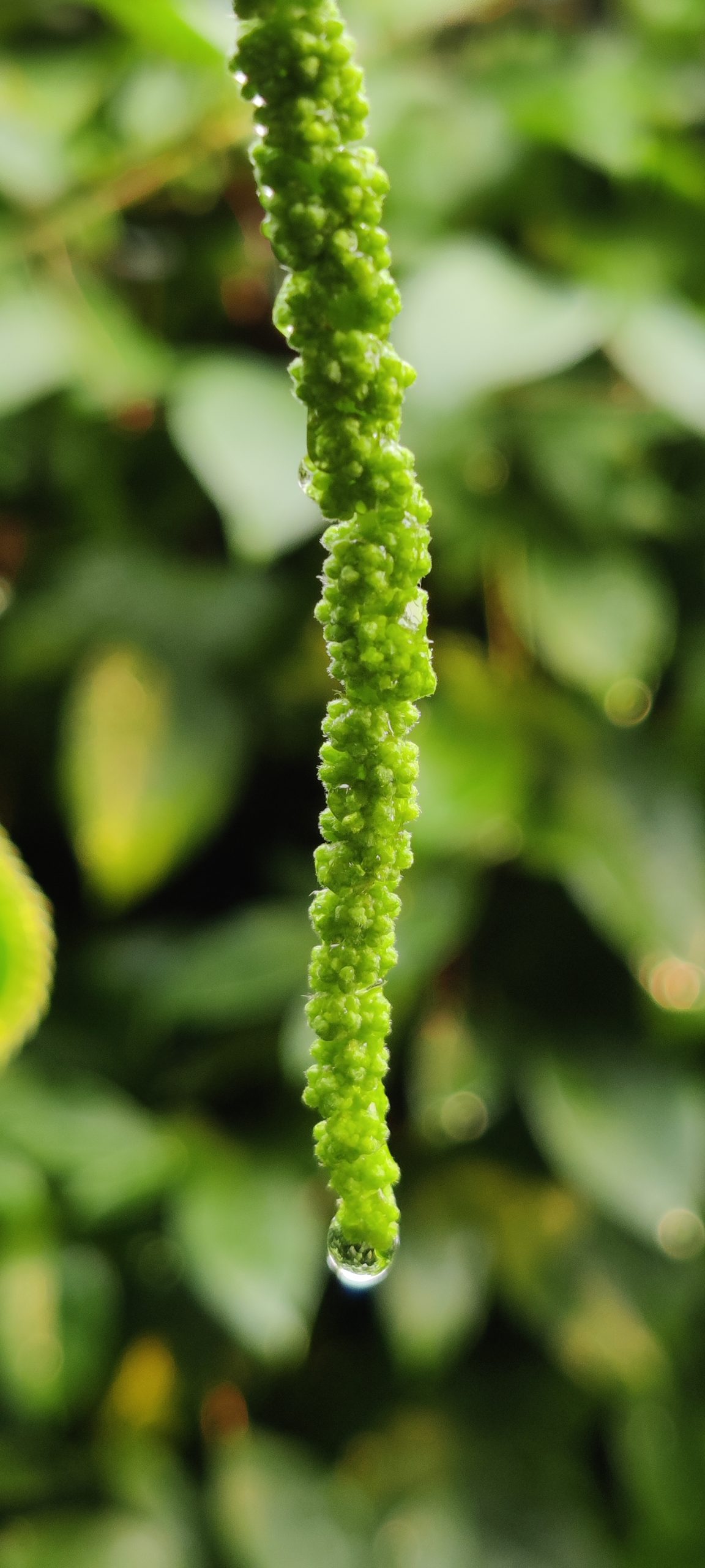 Green plant with water droplet