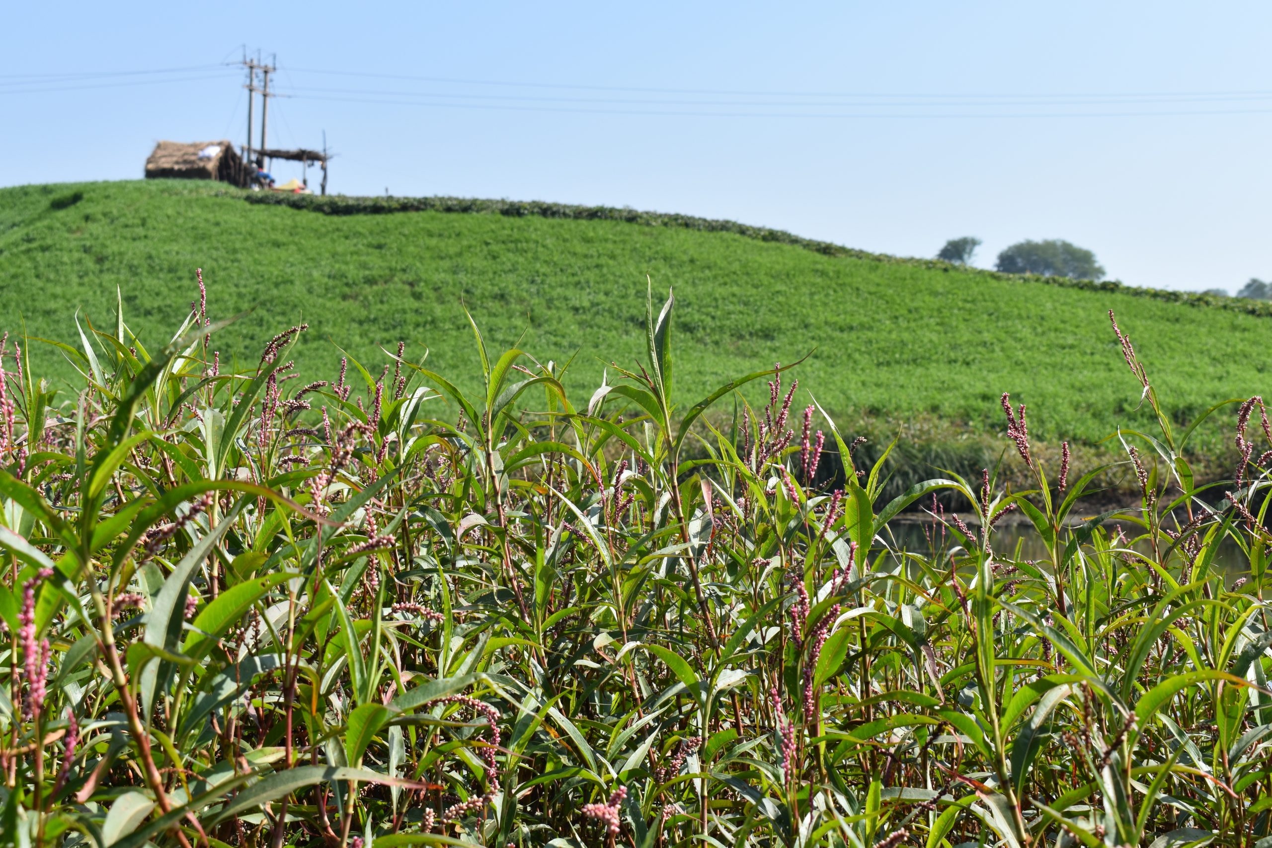 Green plants and hill