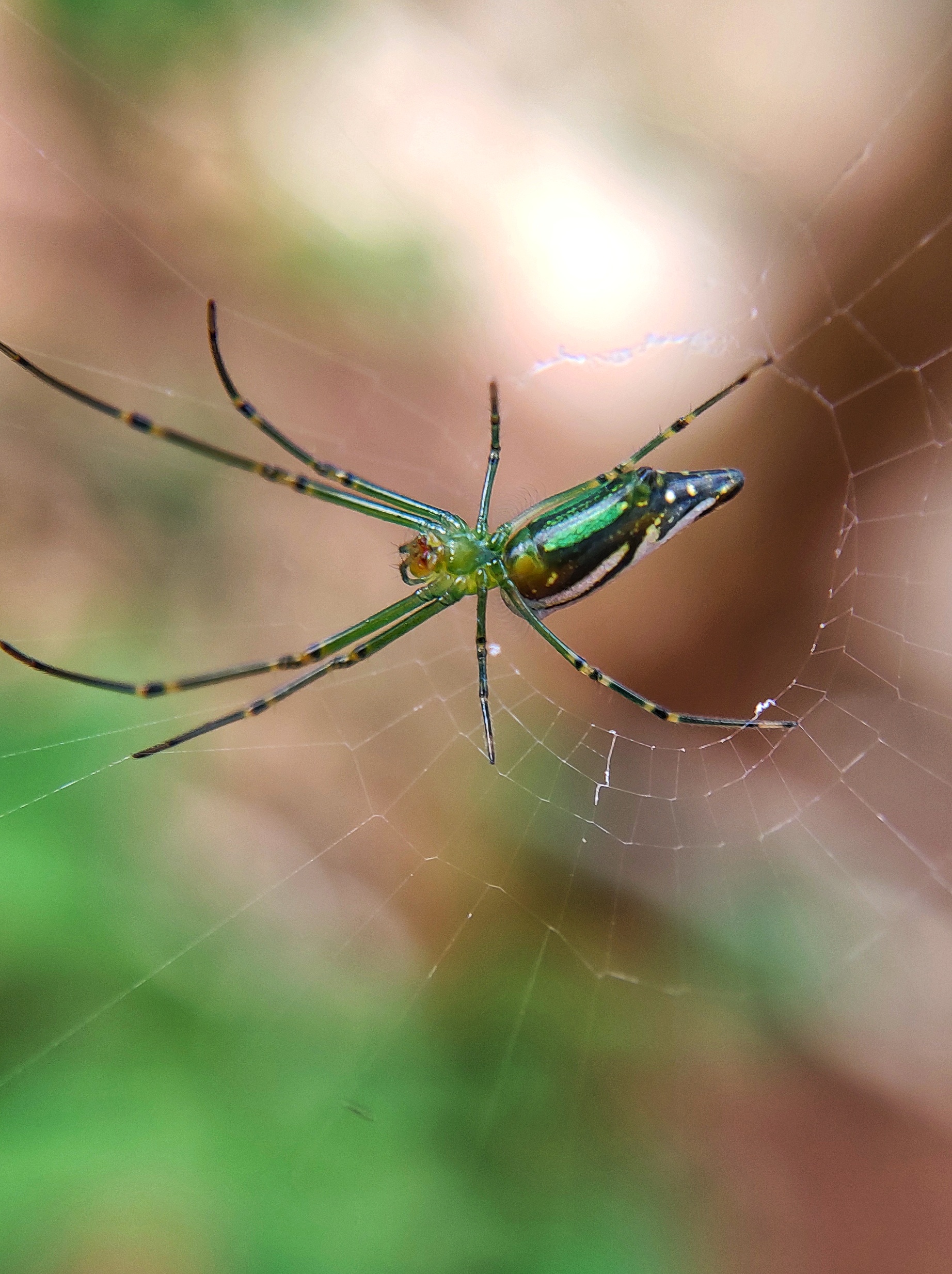 Spider web