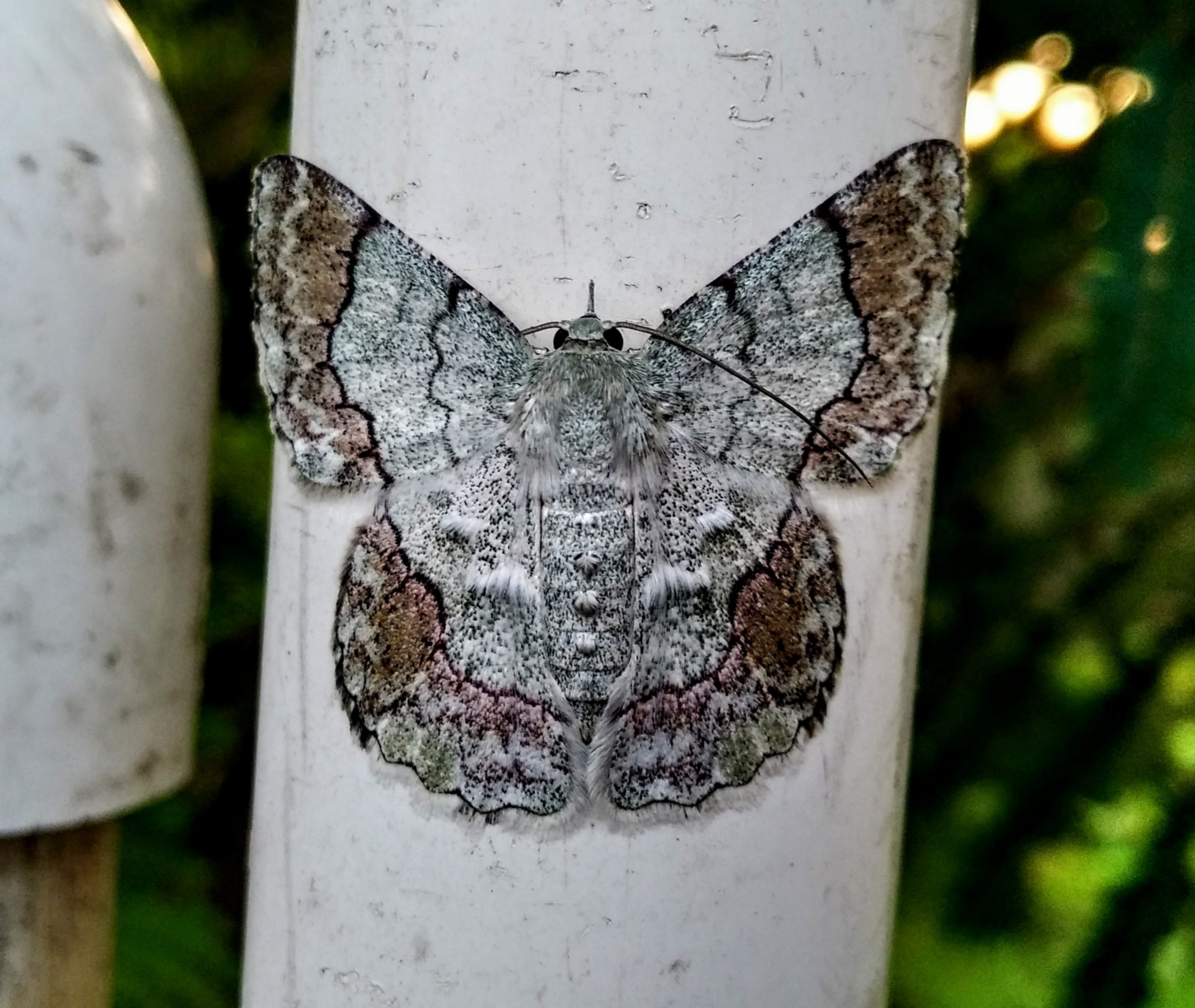 Hairy Moth