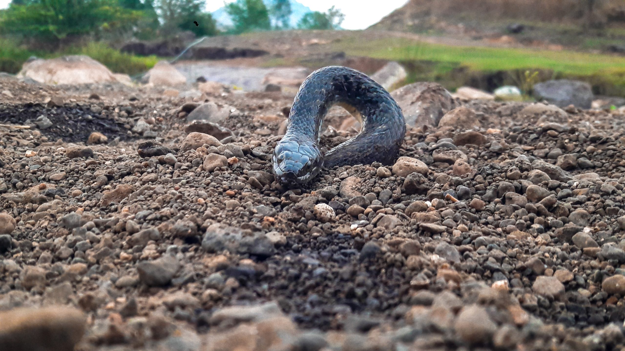 Half buried snake in stones