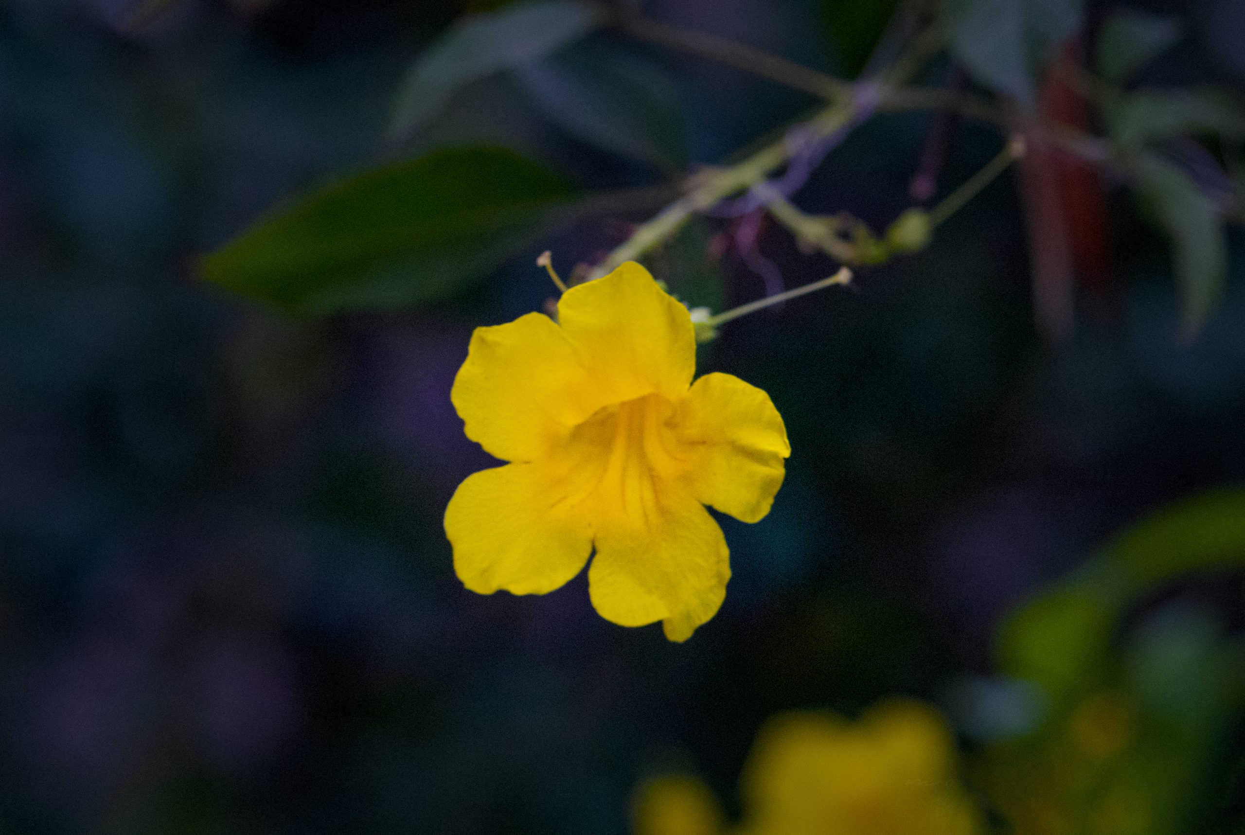 Flowering plant