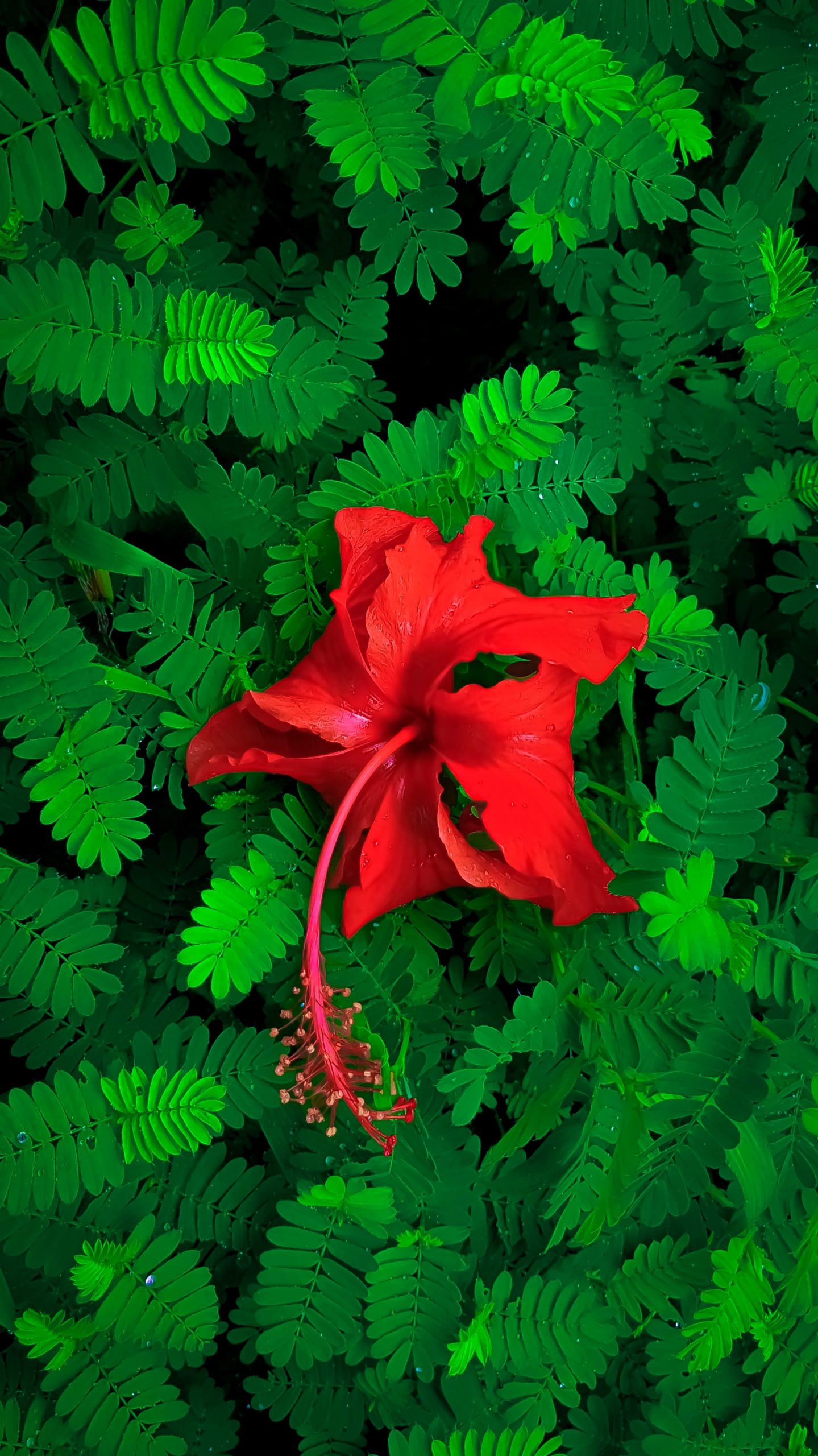 Hibiscus flower