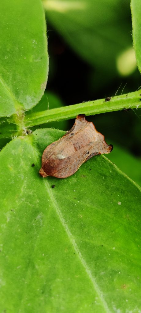 Homona moth on a leaf - PixaHive