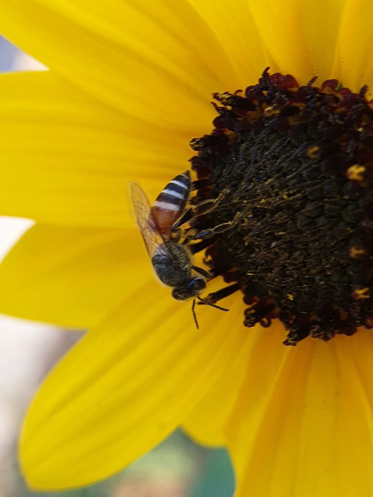 Honey bee on sunflower PixaHive