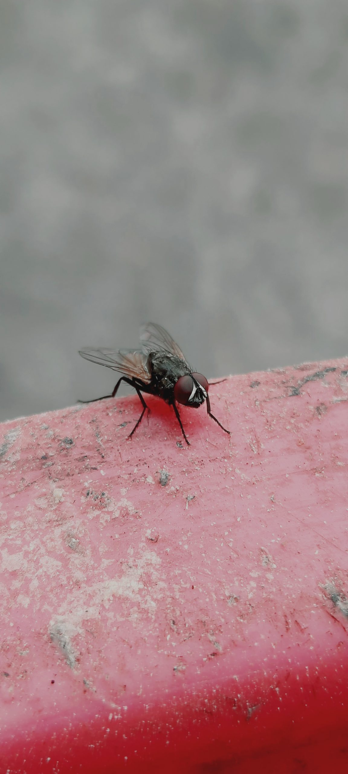 Housefly