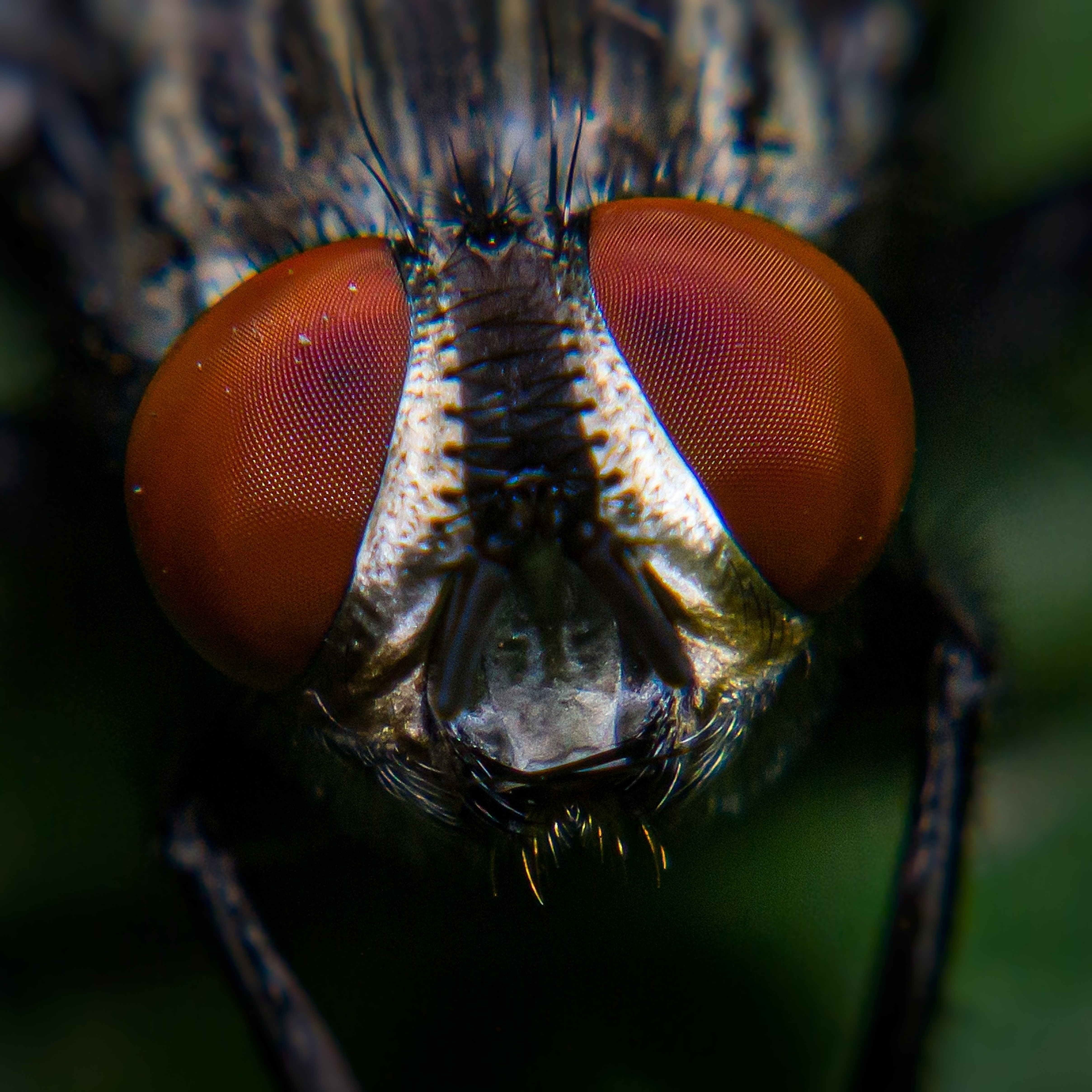 macro of housefly